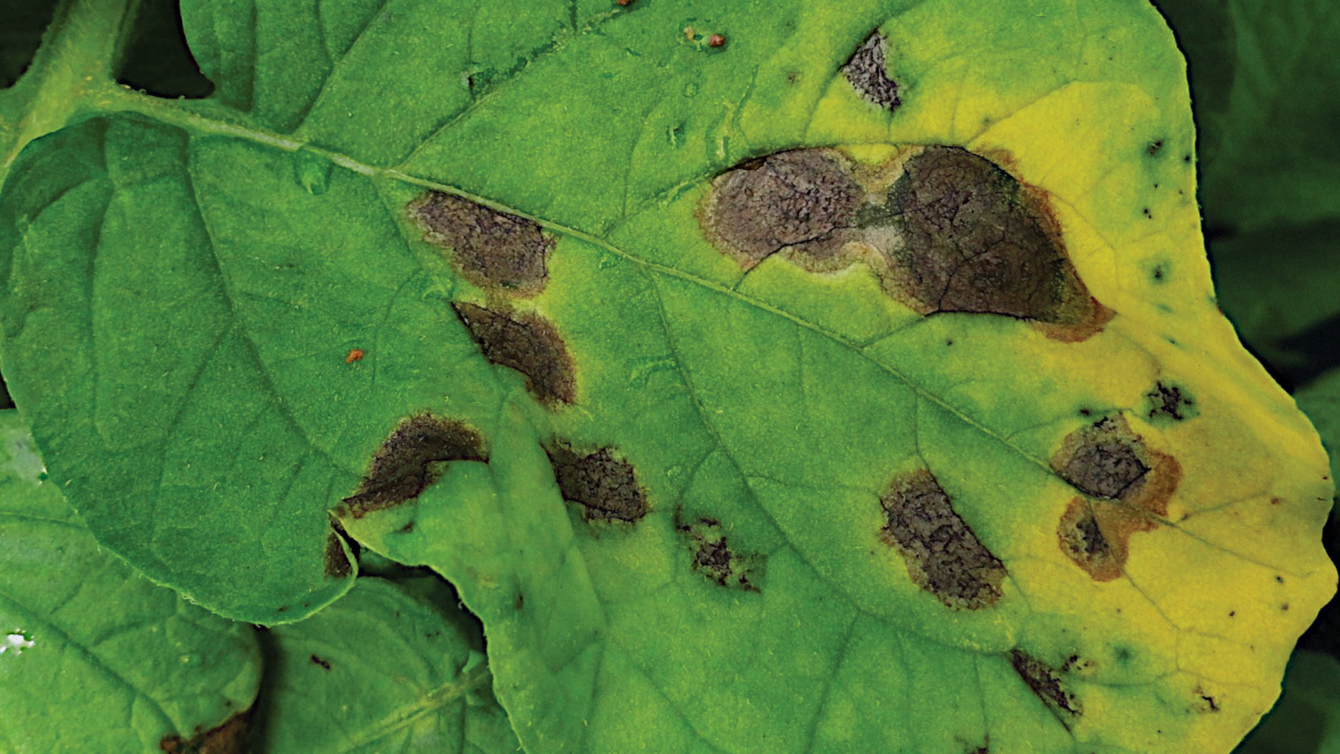 Alternaria là loại nấm mốc thường gặp ngoài trời, phát triển trên cây cối và dễ xâm nhập nhà qua cửa sổ hoặc không khí