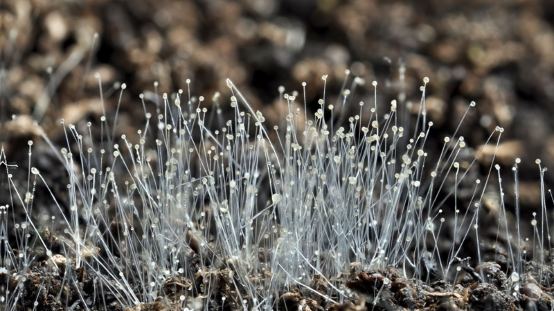 Mucor là loại nấm mốc thường gặp phát triển nhanh trên thực phẩm hỏng, đất ẩm và bề mặt hữu cơ phân hủy