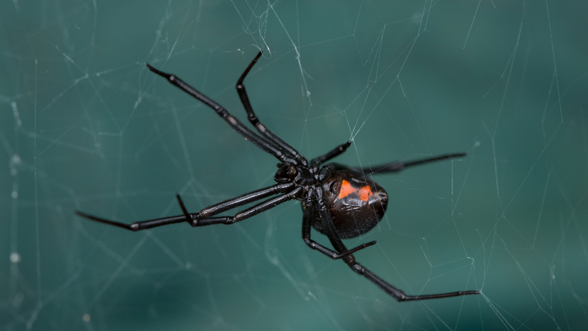Một số loài nhện độc có thể gây phản ứng nghiêm trọng