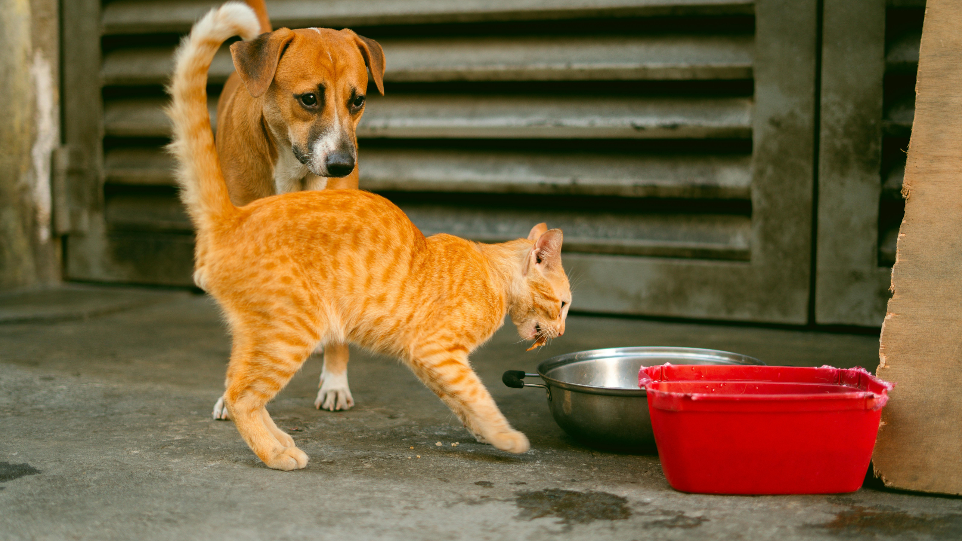 Nhiễm ký sinh trùng từ chó mèo căn bệnh âm thầm nhưng có thể gây hậu quả nghiêm trọng