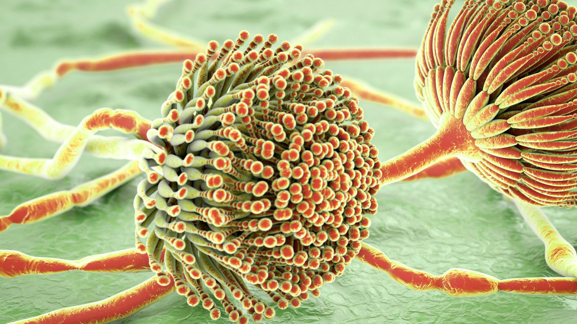 Nhiễm nấm aspergillus có triệu chứng như thế nào? Phòng ngừa nấm aspergillus ra sao? 1