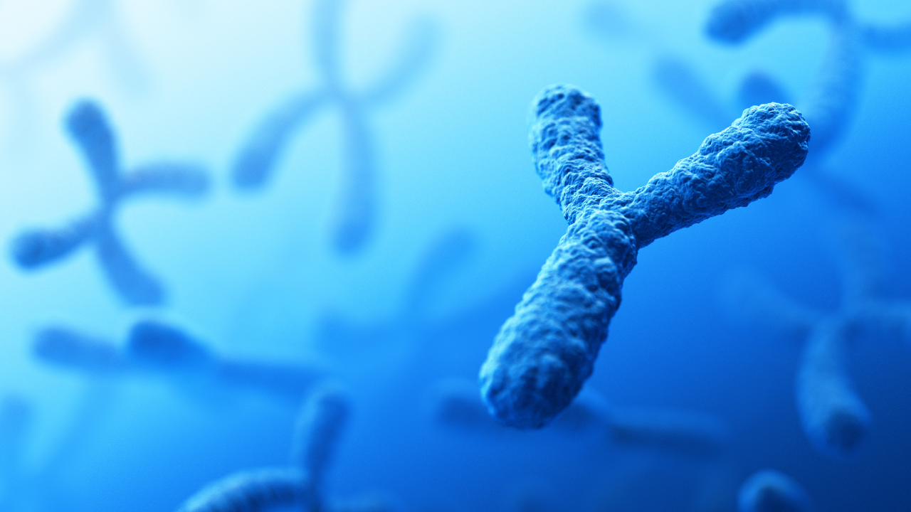 Nhiễm sắc thể Y chỉ tồn tại ở nam giới