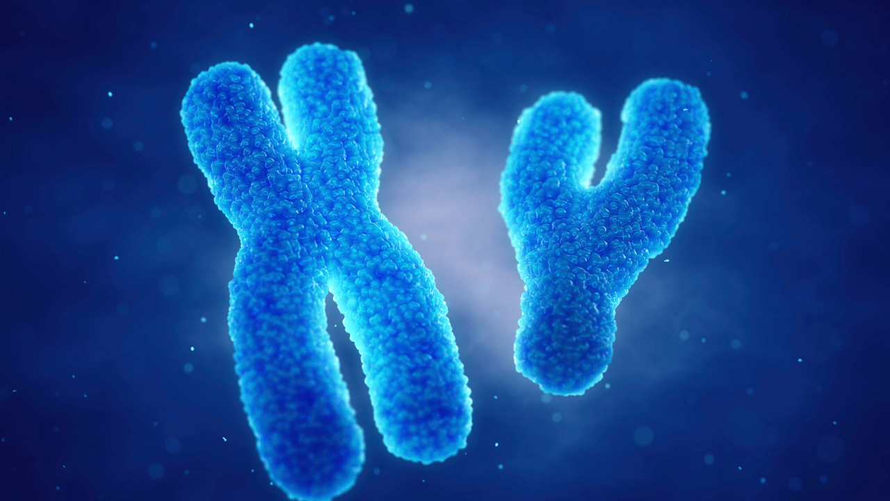 Nhiễm sắc thể giới tính: Nữ có XX, nam có XY