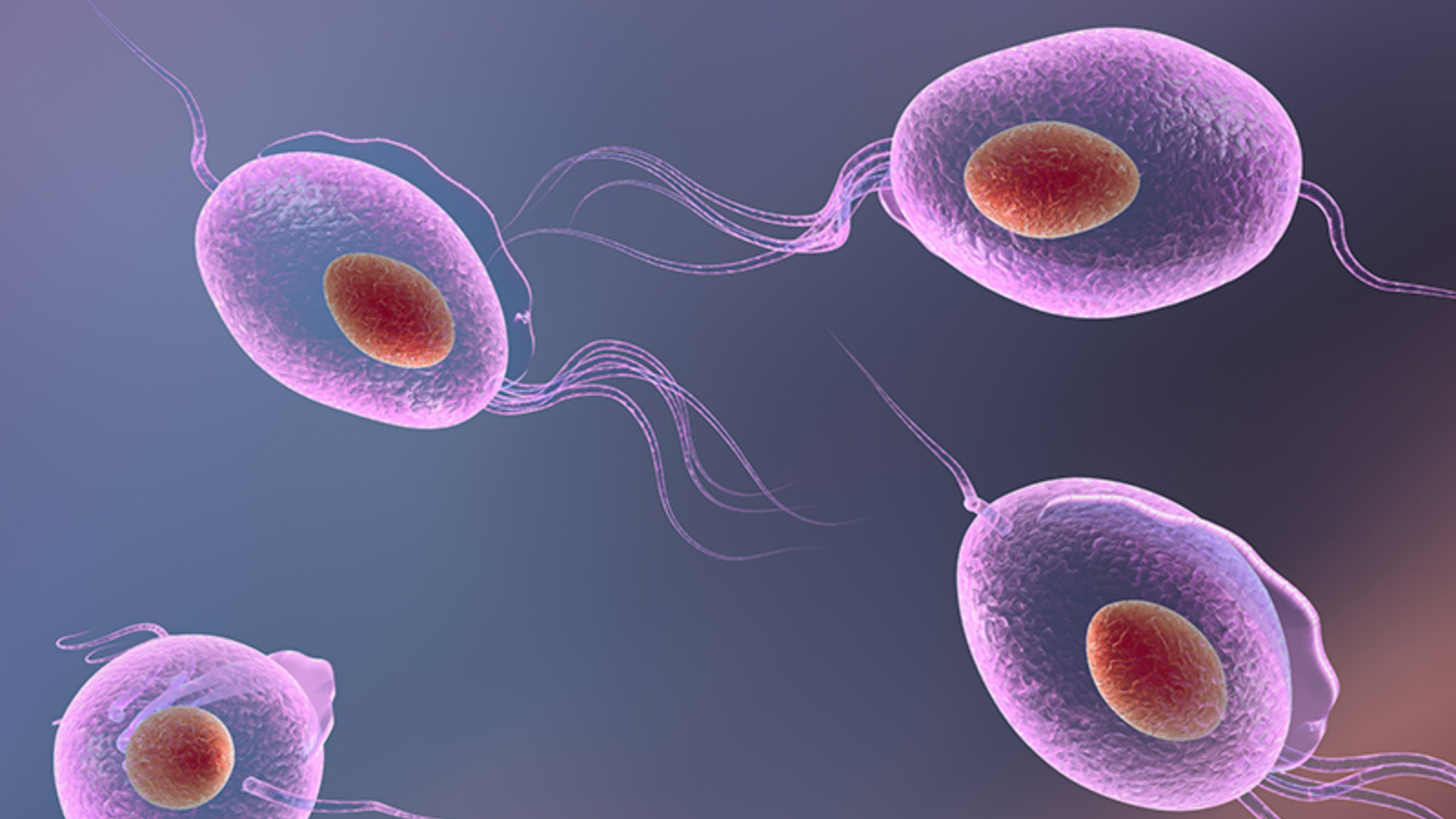 Trichomonas là một loại ký sinh trùng lây truyền qua truyền qua đường tình dục