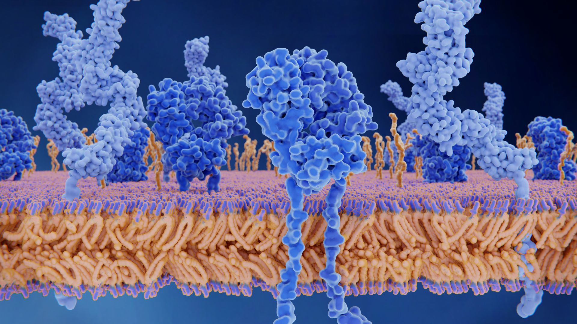 Người mang nhóm máu O không có kháng nguyên A và kháng nguyên B trên bề mặt hồng cầu