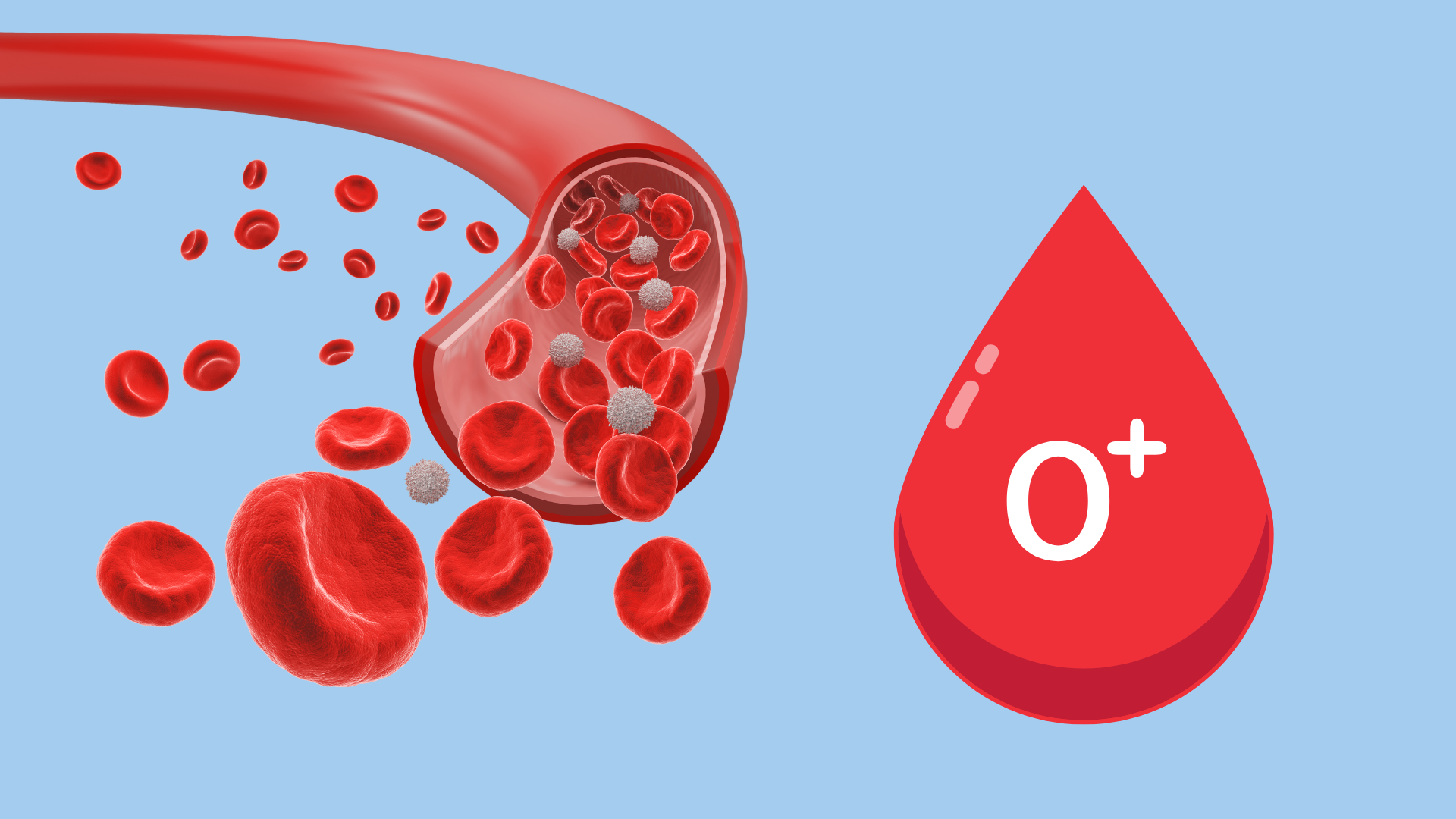 Nhóm máu O+ không phải là nhóm máu hiếm như nhiều người vẫn nghĩ