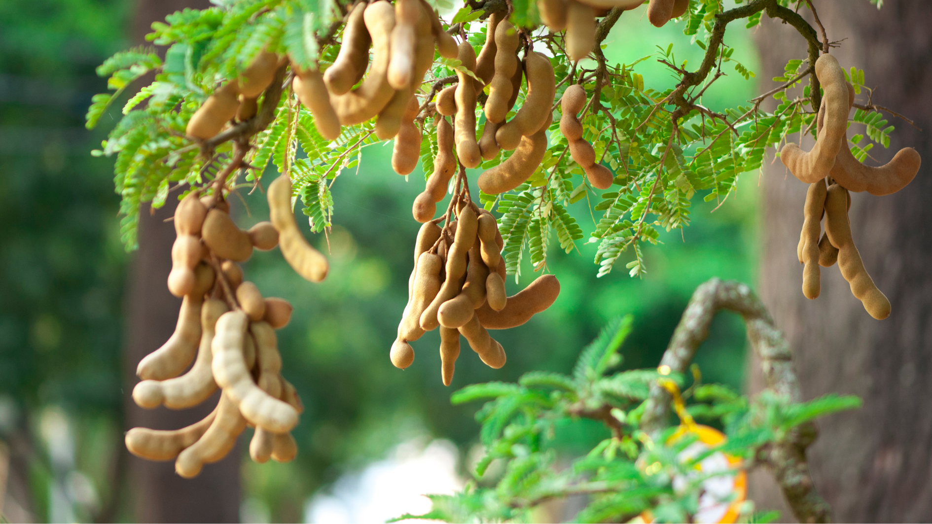 Những loại trái cây gây mất sữa nào mẹ cho con bú cần lưu ý 3