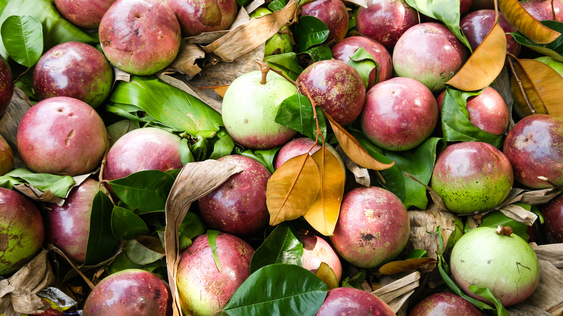 Vú sữa là loại trái cây quen thuộc trong chế độ ăn của nhiều phụ nữ sau sinh