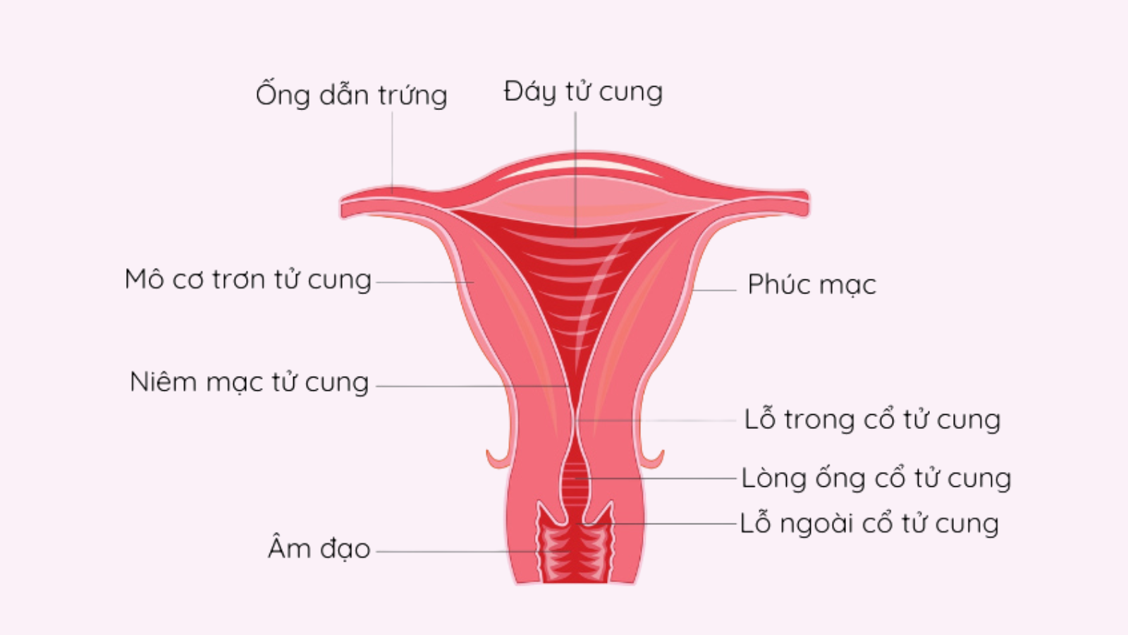 Những thông tin quan trọng về niêm mạc tử cung chị em cần biết 1