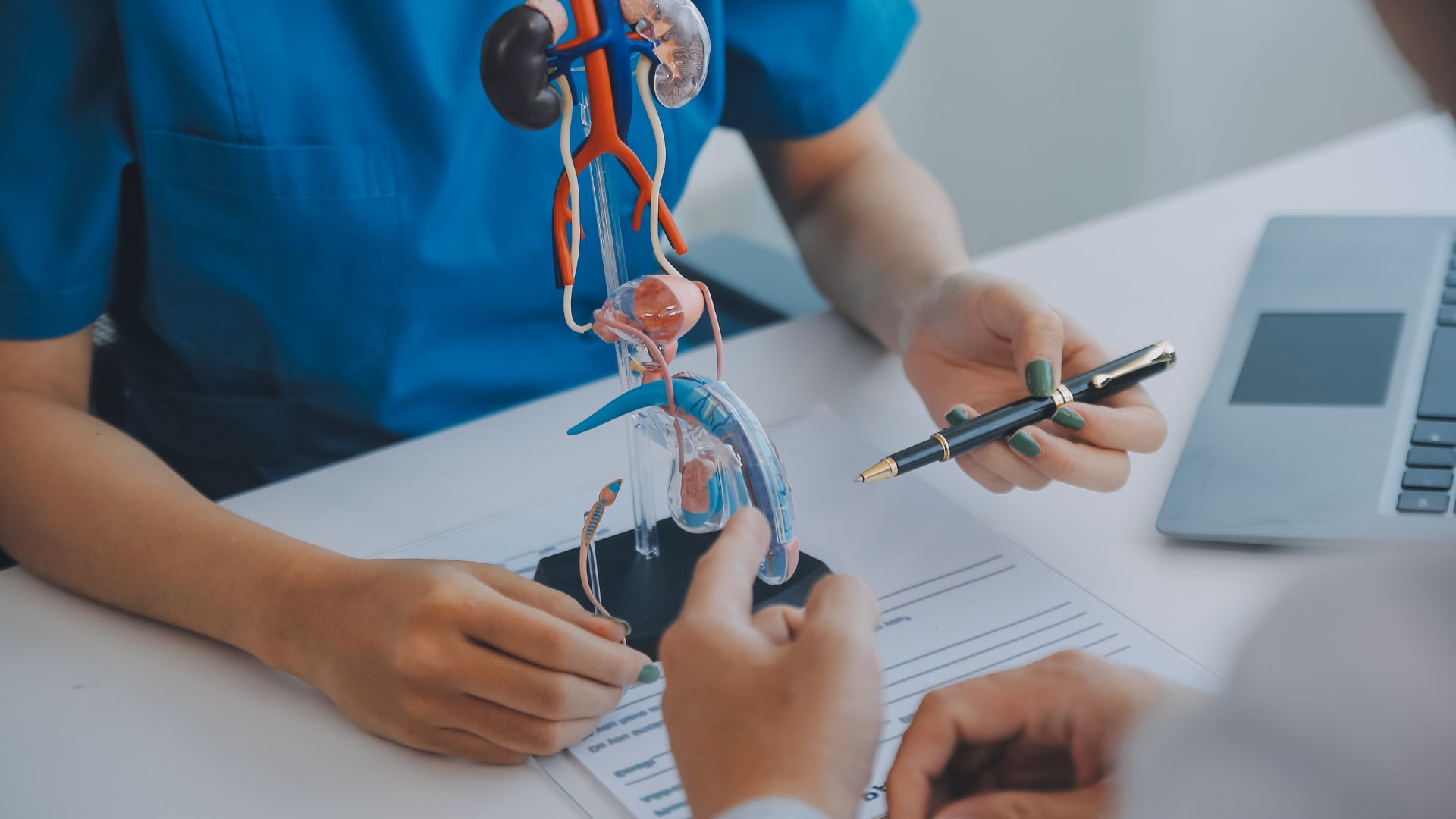 Niệu đạo đóng vai trò quan trọng trong hệ bài tiết