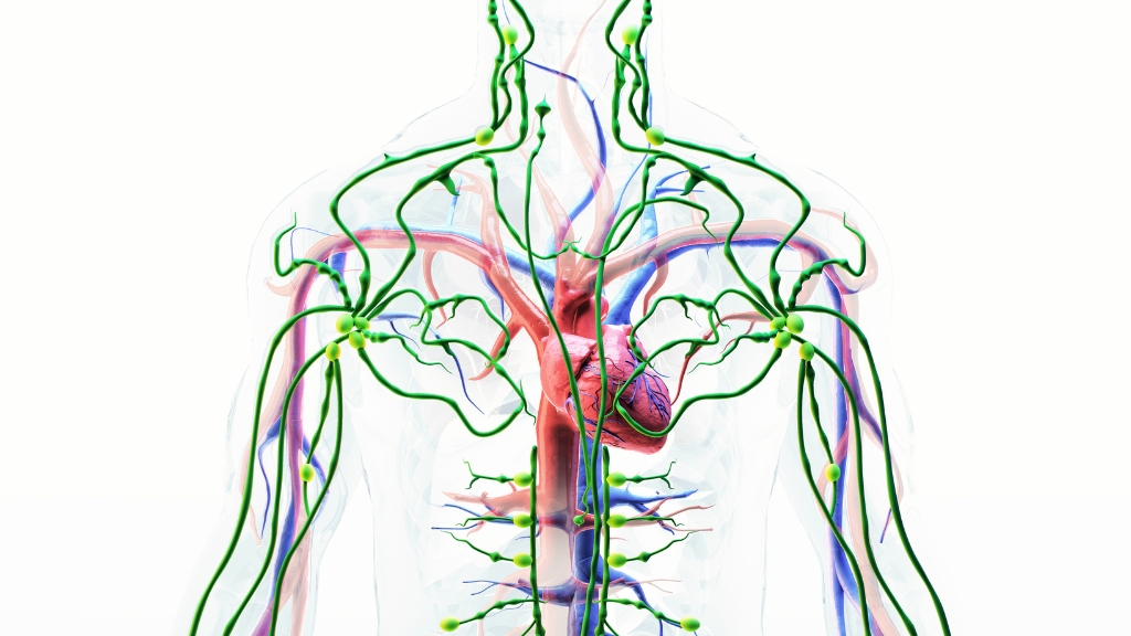 Nội môi được hiểu là môi trường bên trong cơ thể giúp tế bào trao đổi chất và duy trì sự sống