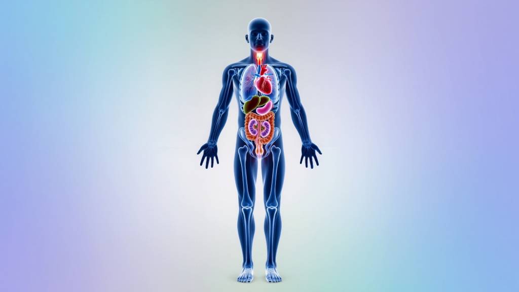 Cân bằng nội môi được duy trì nhờ sự điều hòa phối hợp giữa các hệ cơ quan trong cơ thể