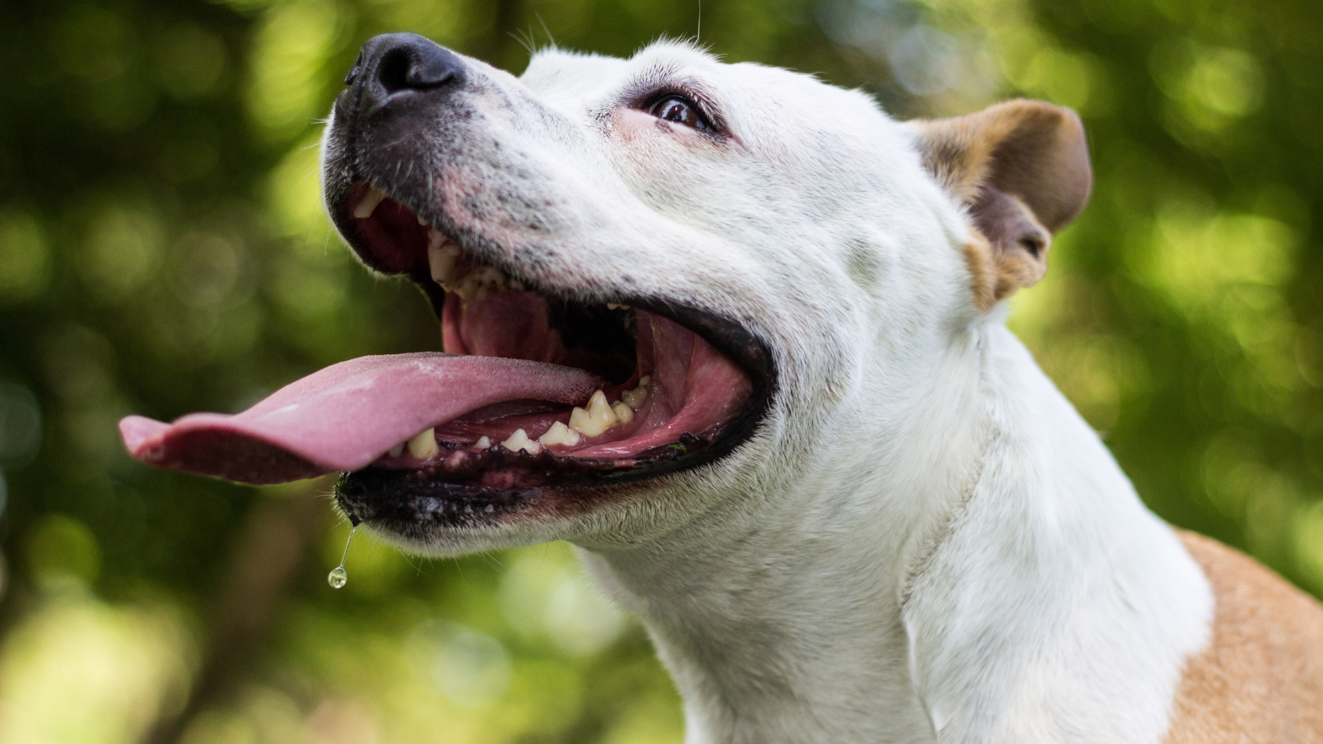 Nước bọt chó văng vào miệng có đáng lo không?