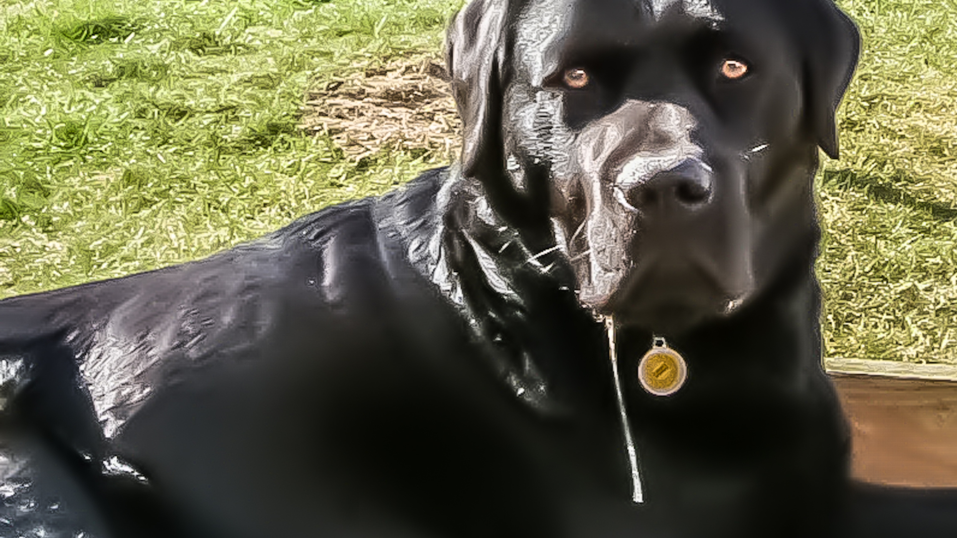 Nước bọt chó văng vào miệng nên xử trí thế nào?