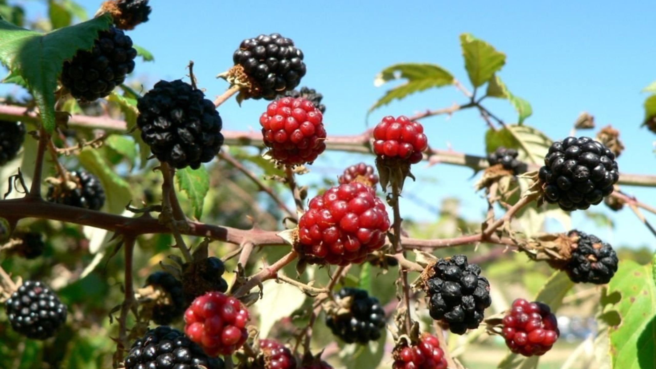 Nước dâu tằm ngâm đường có tác dụng gì? Những lưu ý khi sử dụng 1