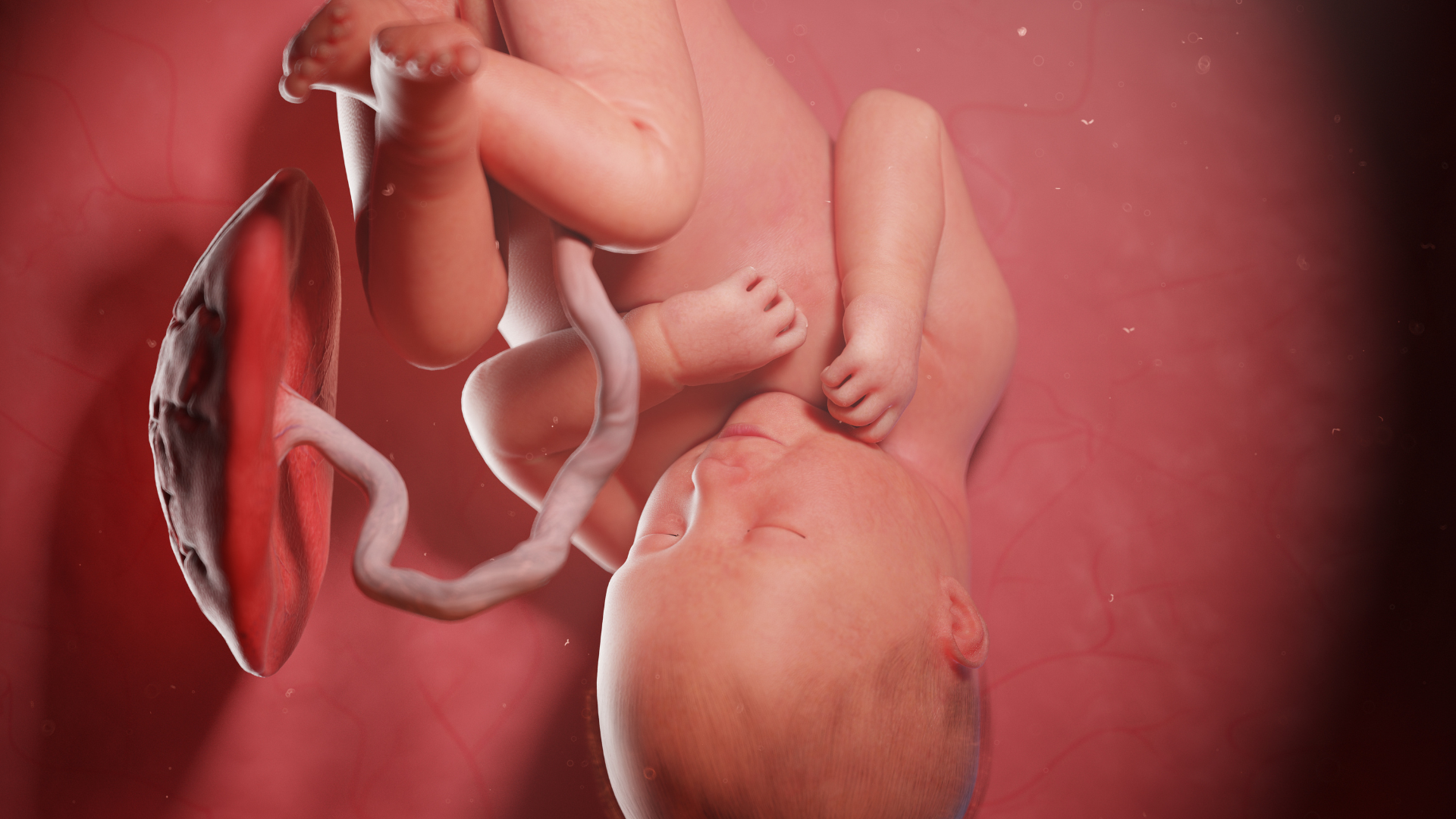 Môi trường nước ối giúp duy trì nhiệt độ ổn định trong tử cung