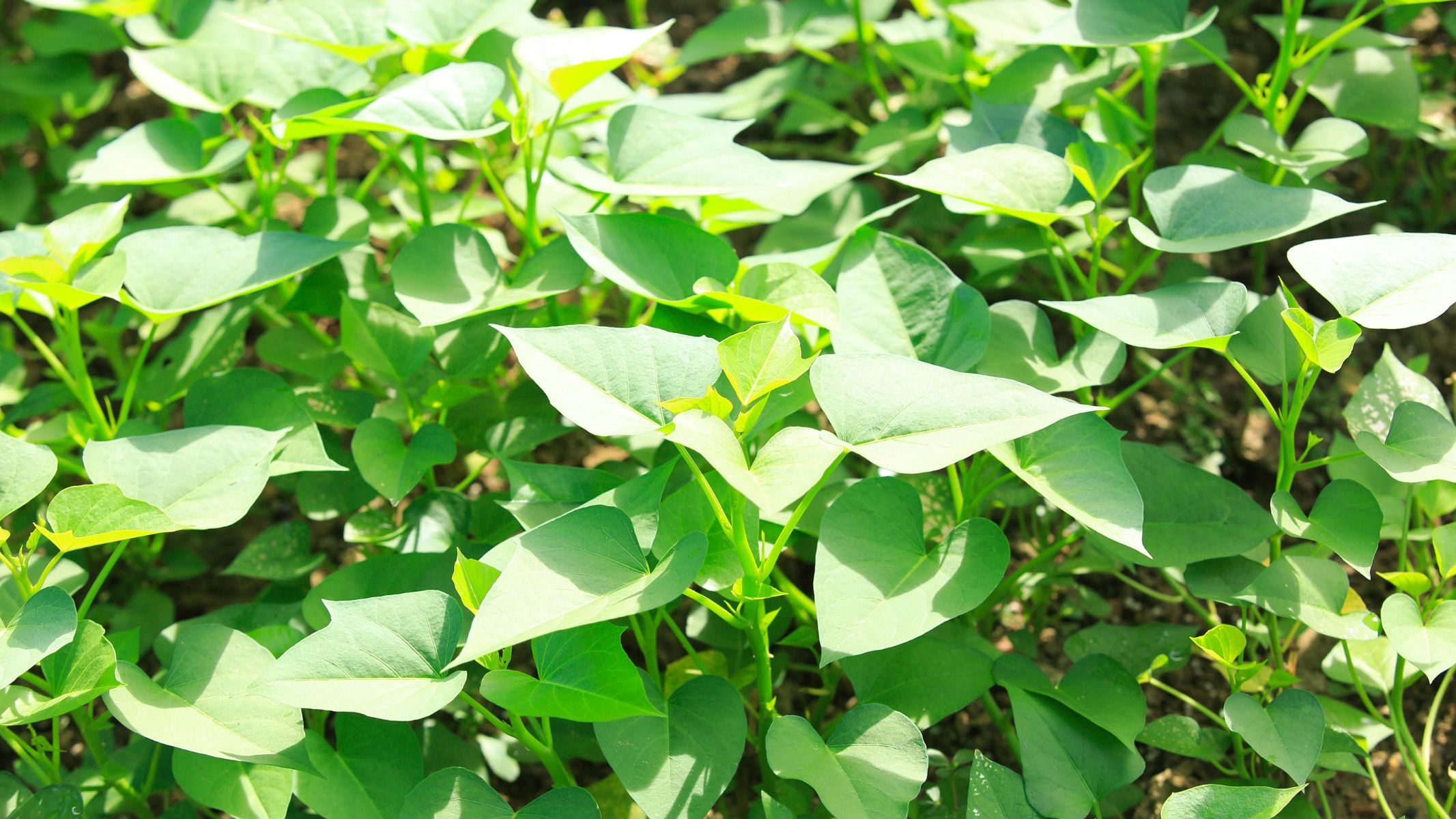 Ưu tiên mua rau lang từ các cửa hàng, siêu thị uy tín hoặc nguồn trồng hữu cơ, tránh rau phun thuốc bảo vệ thực vật quá liều
