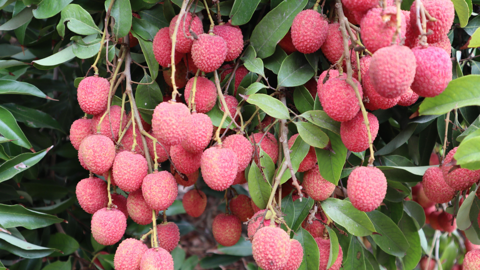 Để đảm bảo an toàn cho sức khỏe trong giai đoạn sau sinh, mẹ cần đặc biệt chú ý đến cách lựa chọn, sơ chế và bảo quản vải