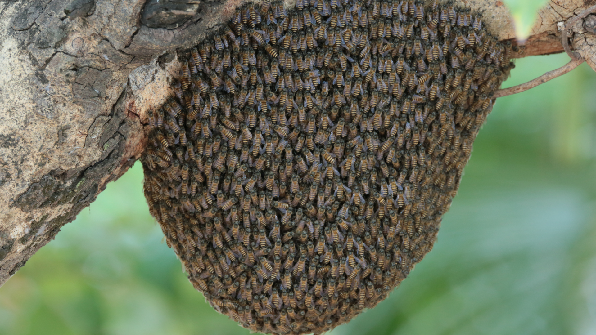 Phòng tránh ong đốt để hạn chế phải băn khoăn ong đốt bôi gì?