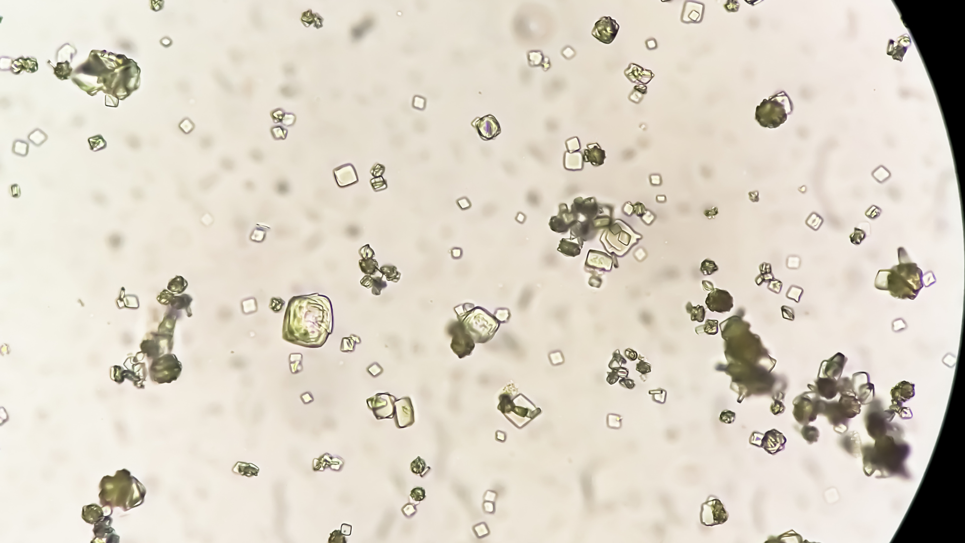 Oxalat (hay axit oxalic) là một hợp chất tự nhiên có trong nhiều loại thực vật