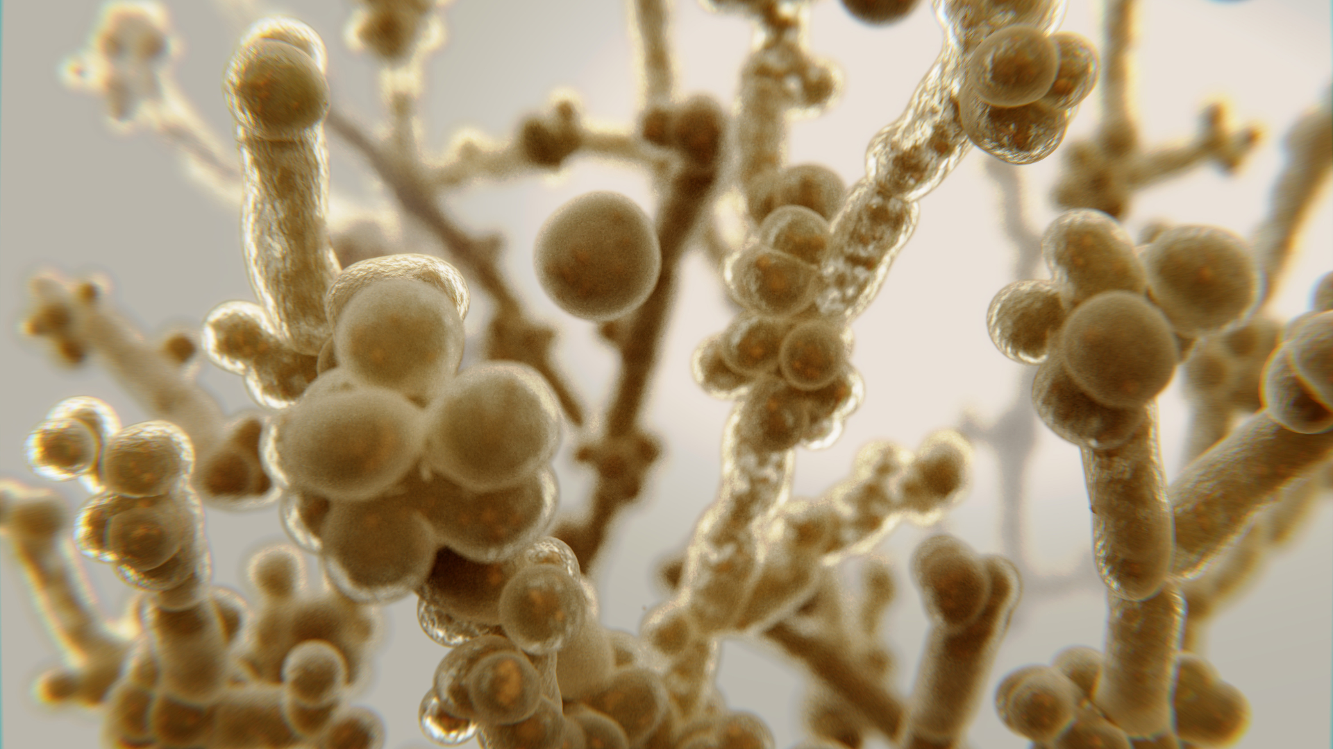 Nấm Candida là một loại nấm men thường trú trong cơ thể, đặc biệt ở niêm mạc miệng, đường tiêu hóa và âm đạo