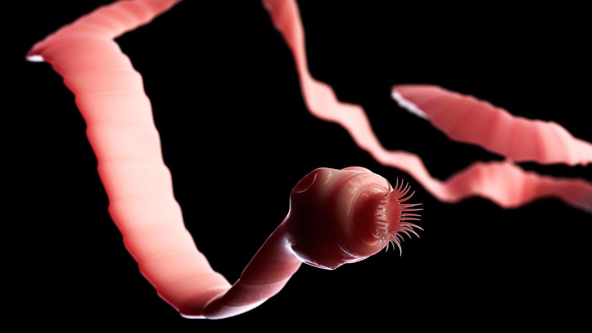 Ký sinh trùng có thể ẩn trong ruột hoặc mô cơ thể, cần điều trị đúng thuốc để tránh biến chứng