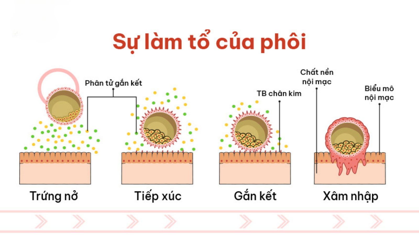 Phôi làm tổ xong vào ngày thứ mấy sau chuyển phôi? 3