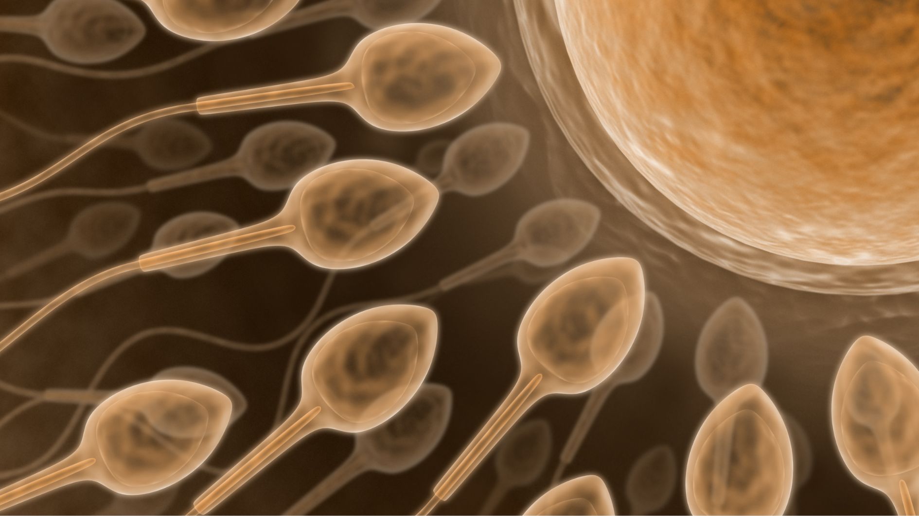 Giới tính của thai nhi được quyết định bởi loại nhiễm sắc thể do tinh trùng của người bố