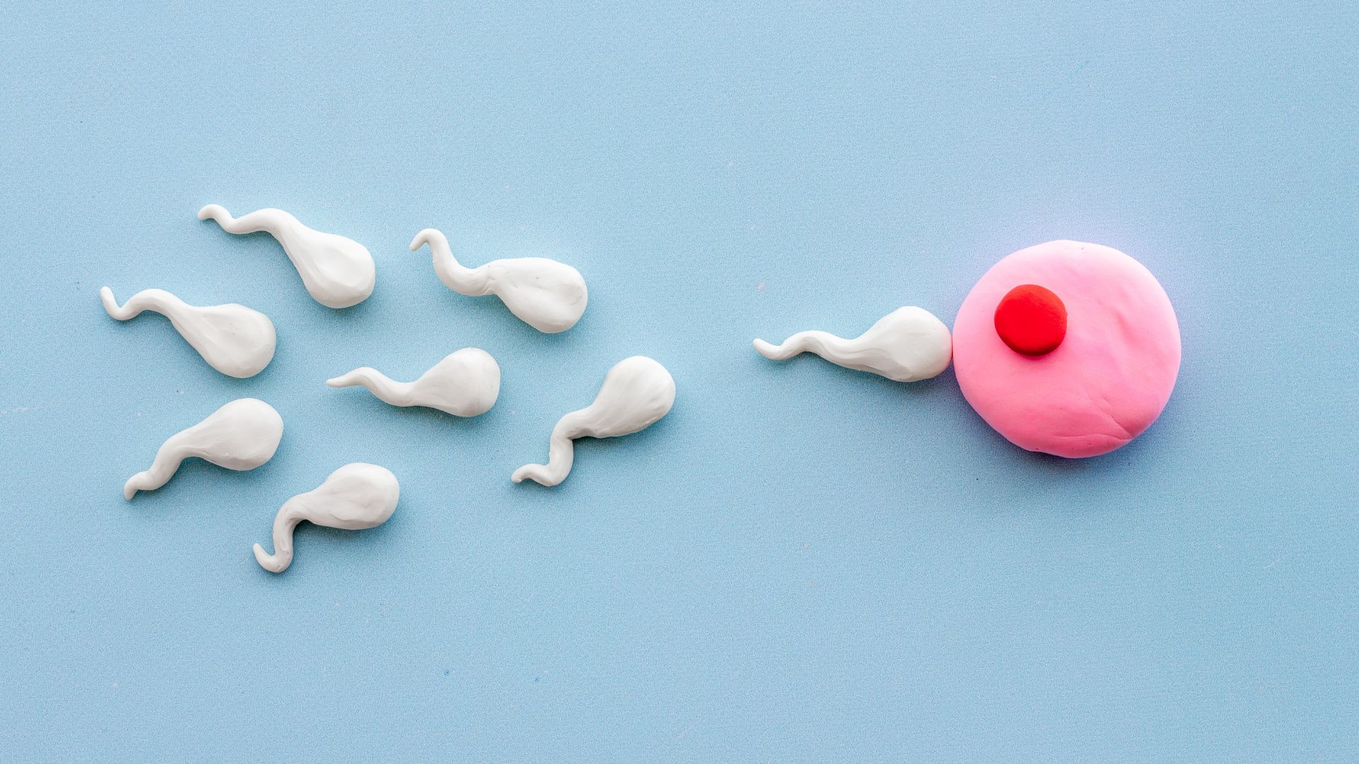 Quá trình thụ thai xảy ra khi trứng và tinh trùng gặp nhau