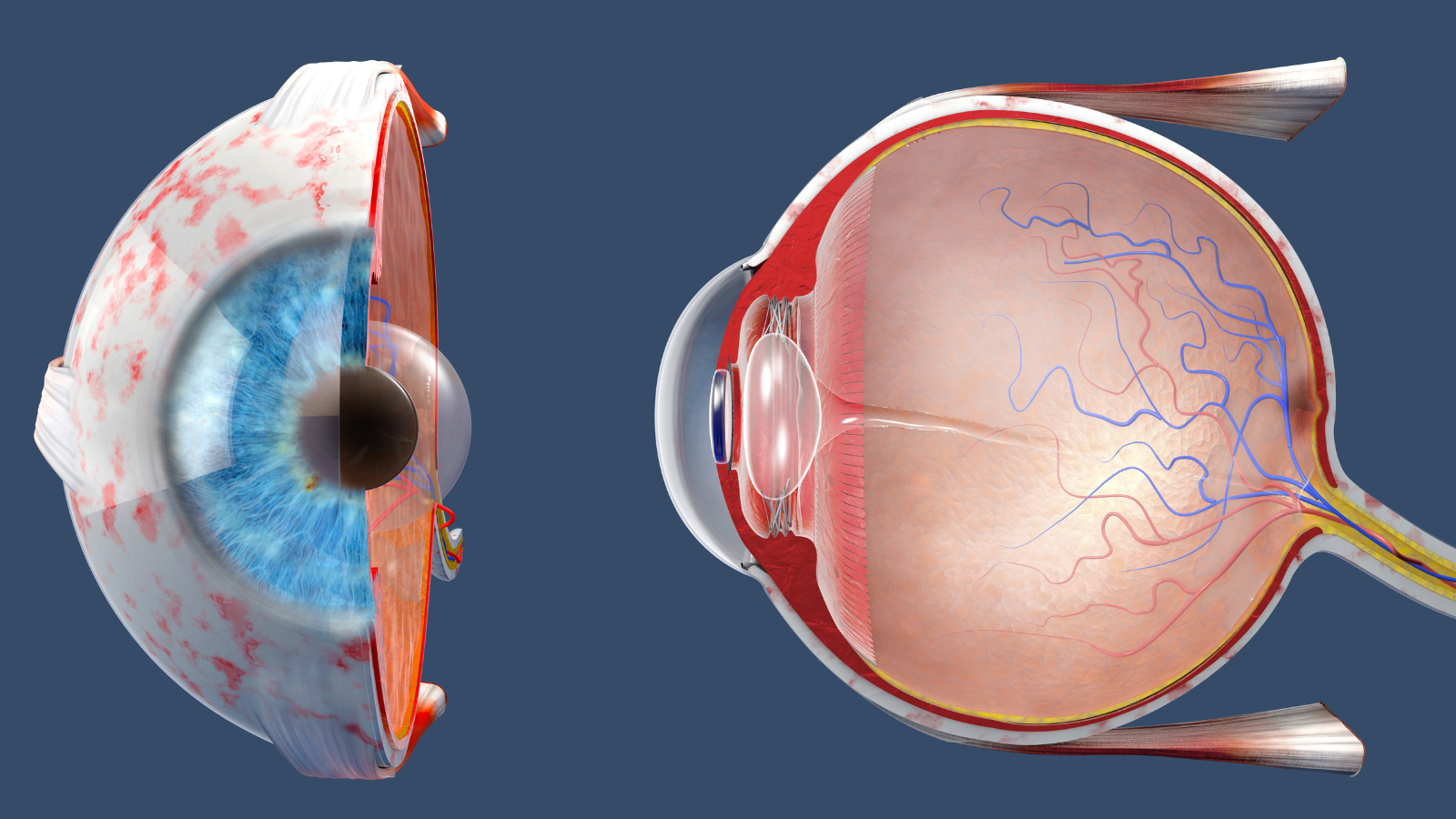 Giác mạc có khả năng tự tái tạo