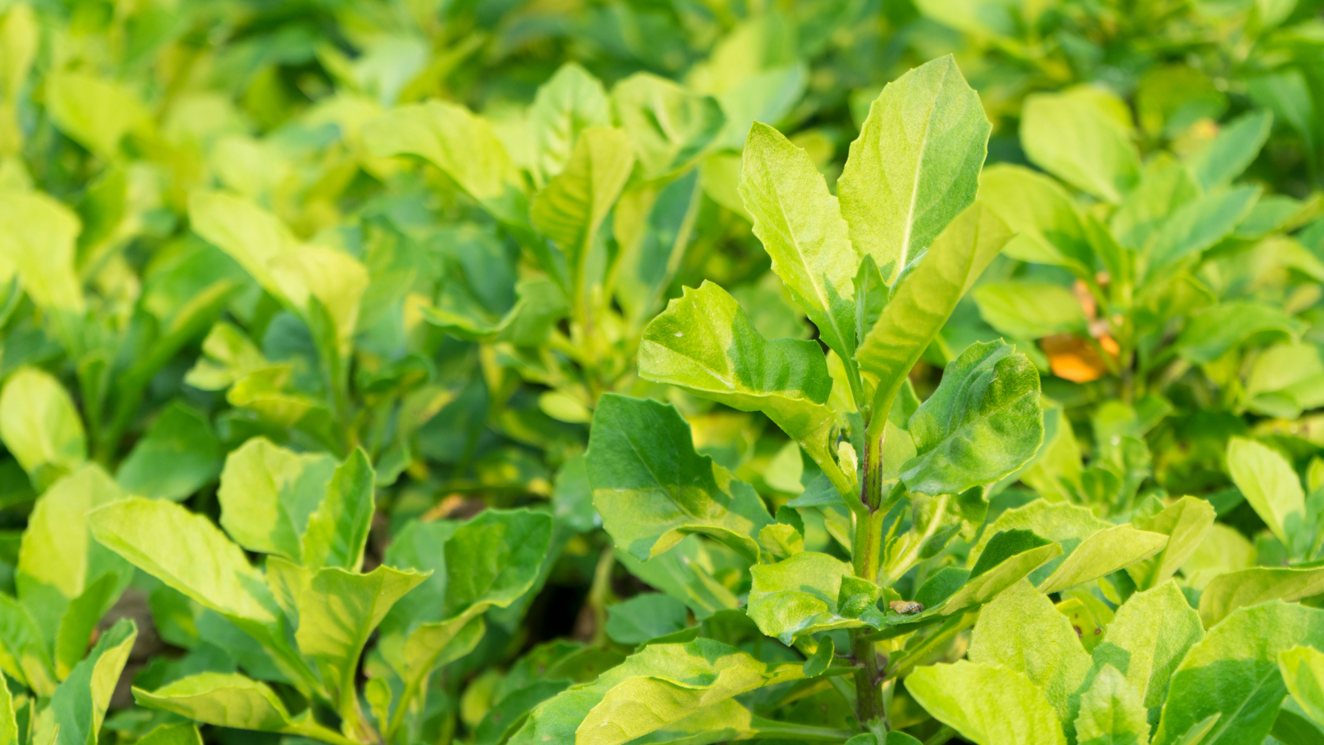 Rau bầu đất thường được dùng trong các món ăn thanh mát, giúp cơ thể dễ chịu hơn trong thời tiết nóng