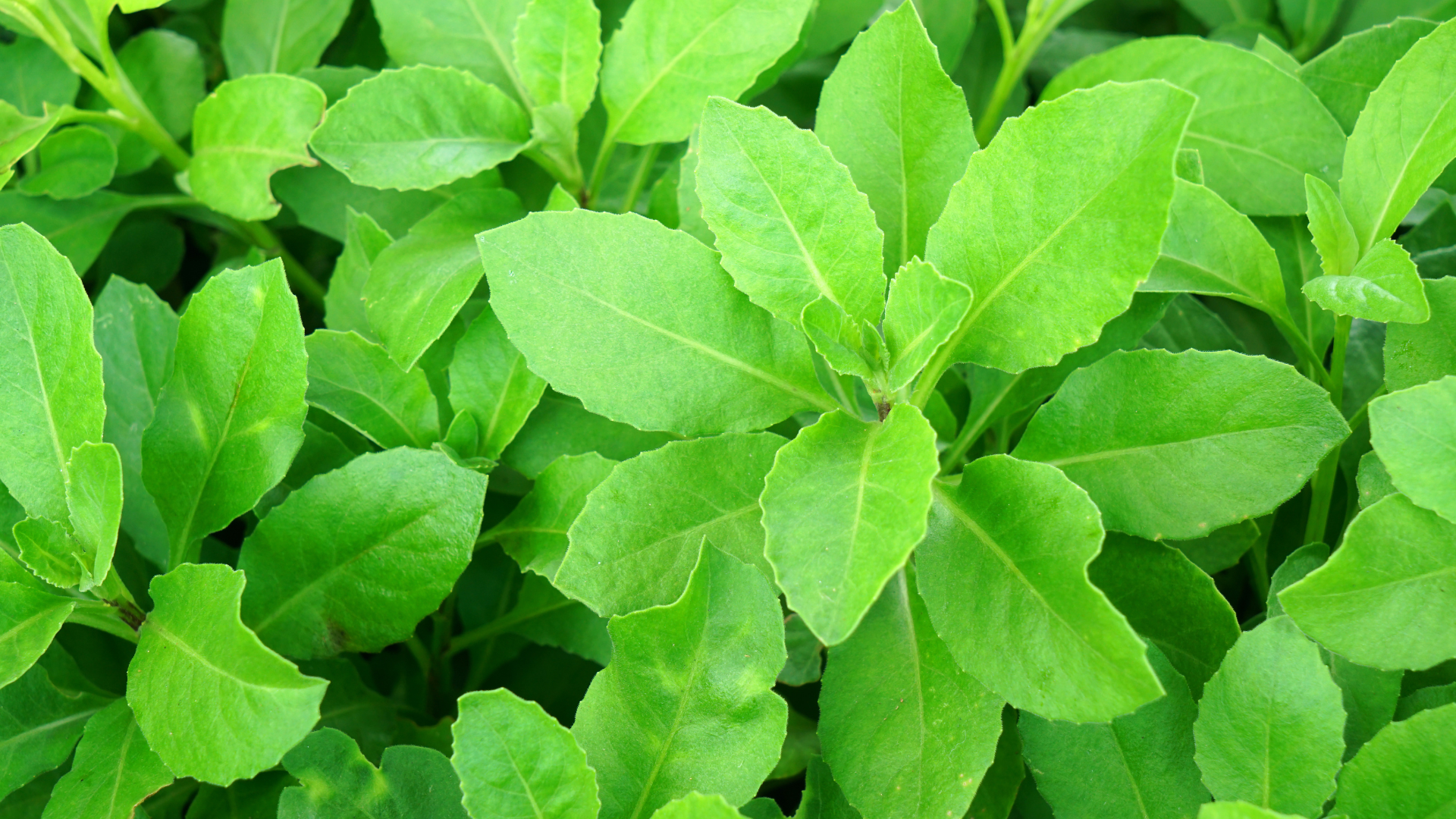 Rau bầu đất có tác dụng gì? Đây là câu hỏi được nhiều người quan tâm