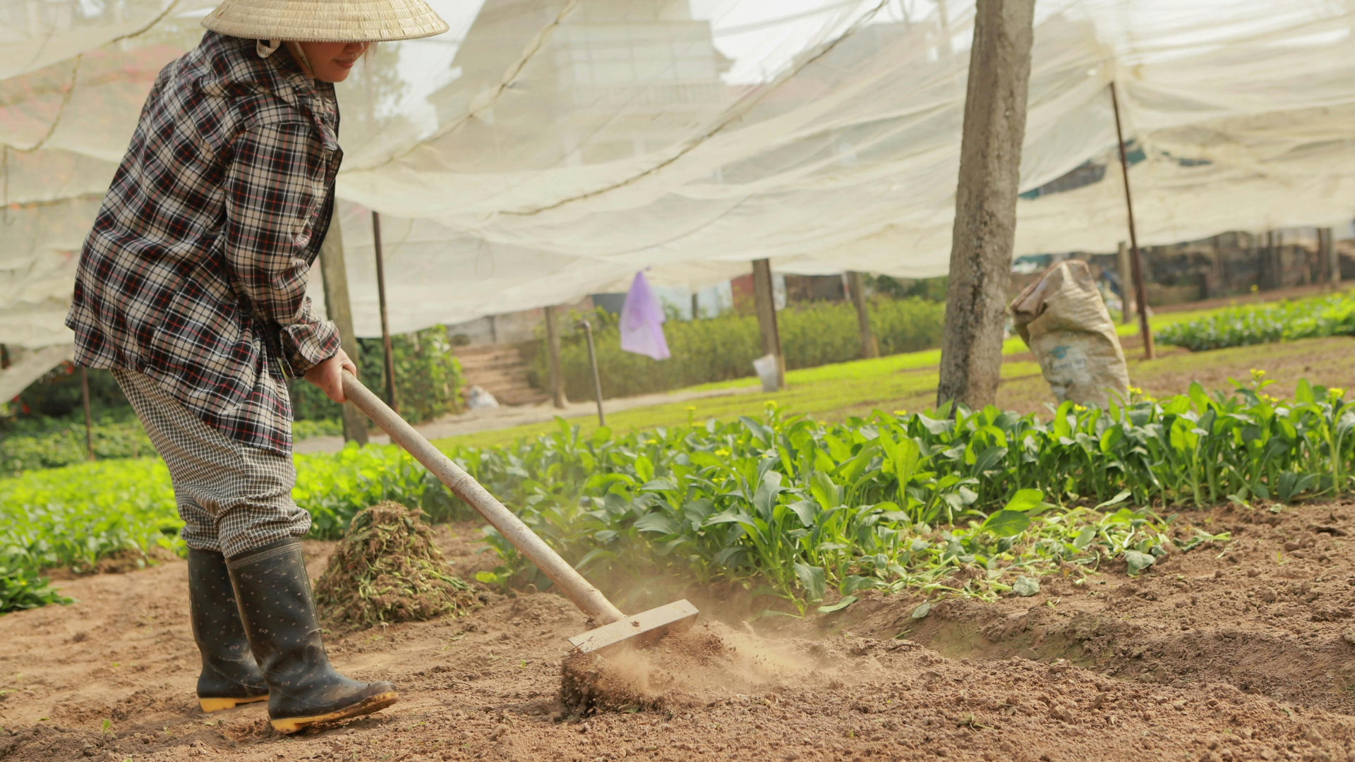 Chọn nguồn rau an toàn, tránh sử dụng rau ở khu vực ô nhiễm hoặc không rõ nguồn gốc