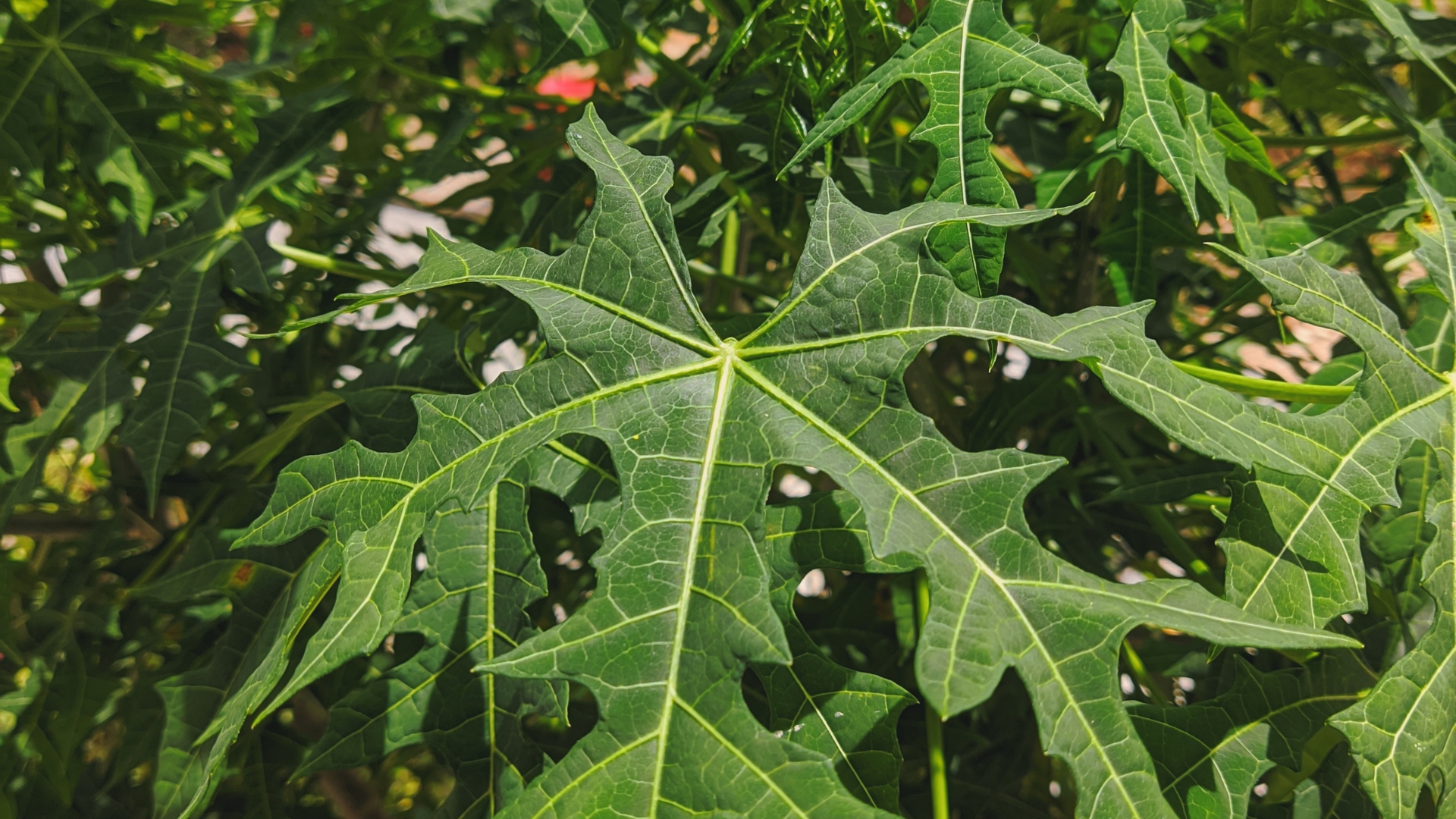 Rau bina chaya có tác dụng gì là câu hỏi mà nhiều người băn khoăn khi loại rau này ngày càng phổ biến