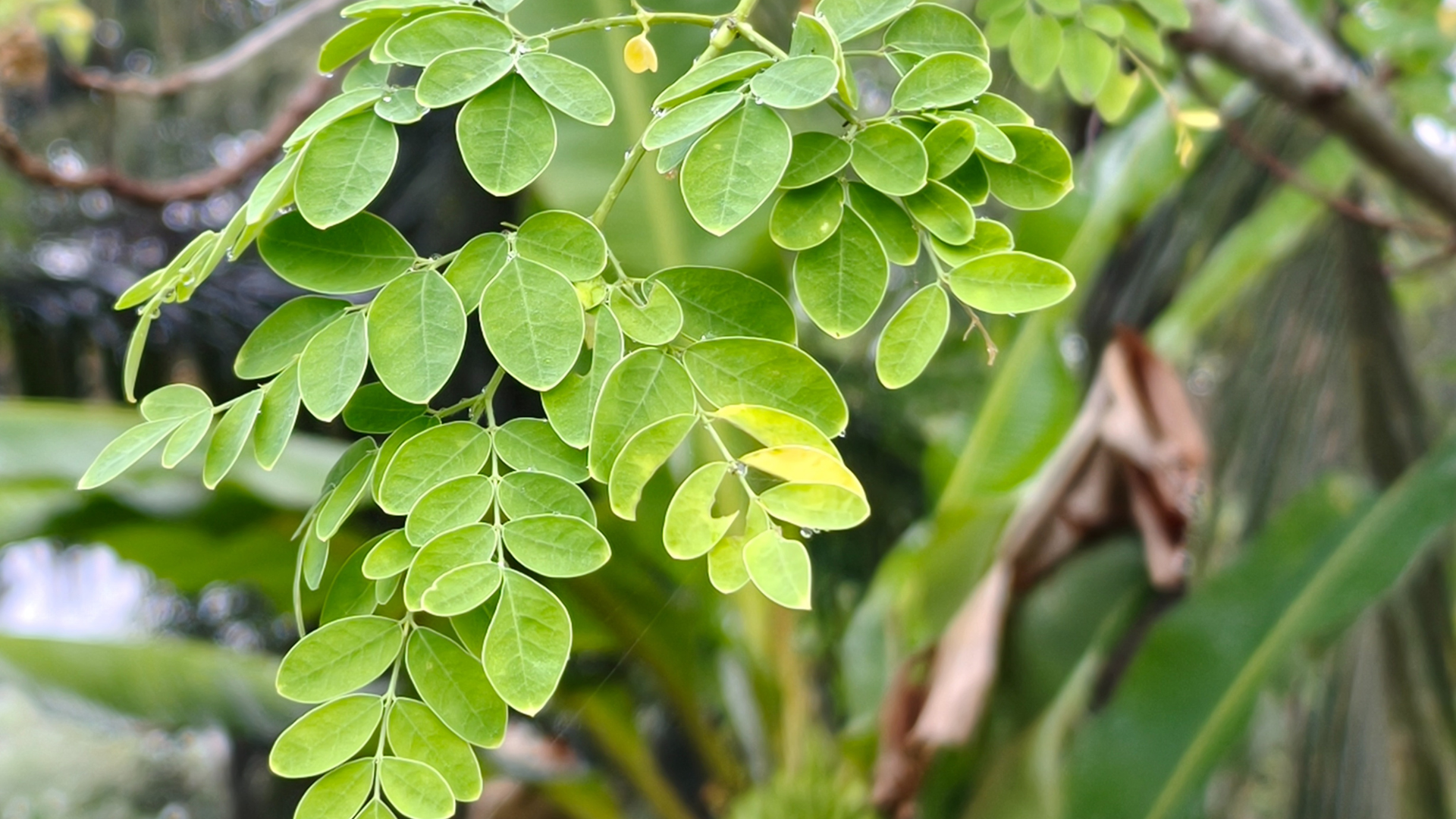 Hiểu rõ rau chùm ngây có tác dụng gì sẽ giúp bạn sử dụng đúng cách và hiệu quả