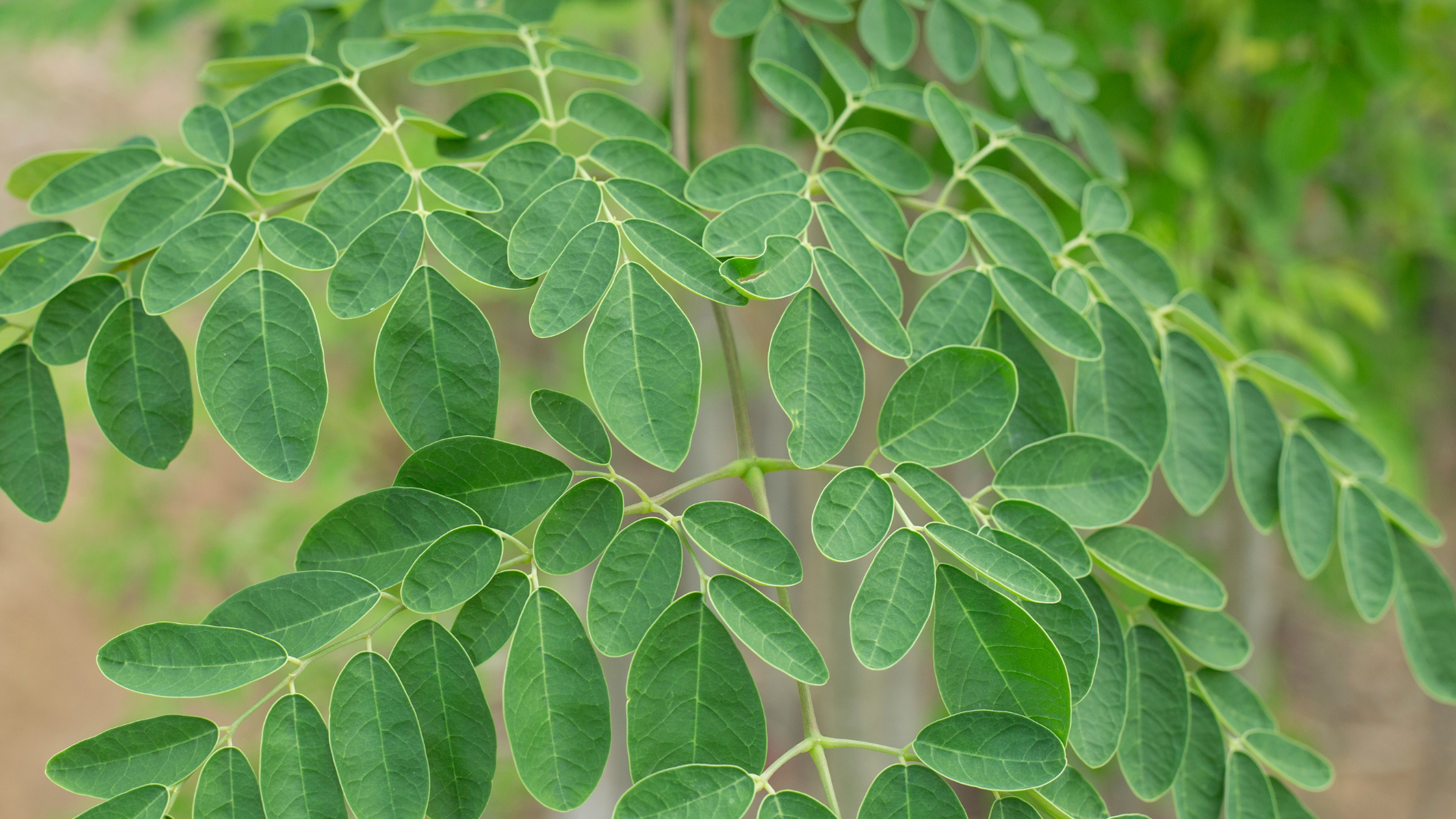 Rau chùm ngây ngày càng được nhắc đến nhiều trong các chế độ ăn lành mạnh