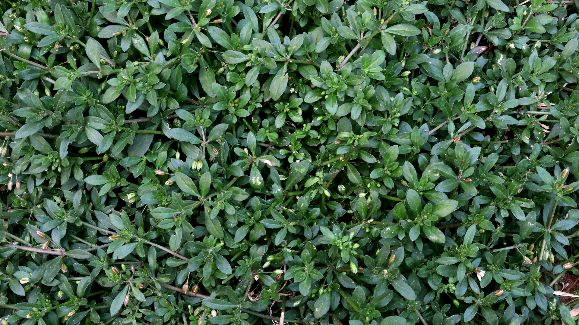 Rau đắng đất có tác dụng gì? Đây là câu hỏi được nhiều người quan tâm