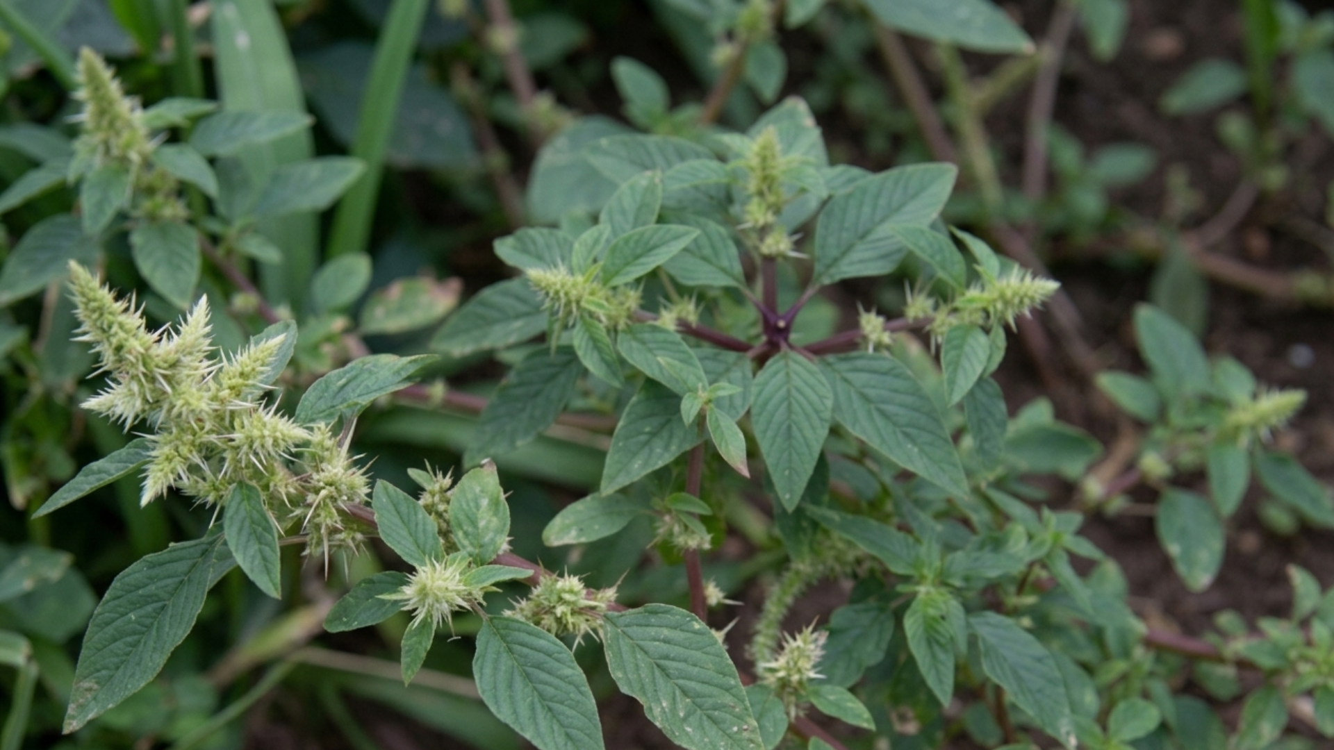 Tìm hiểu rau dền gai có tác dụng gì đối với sức khỏe