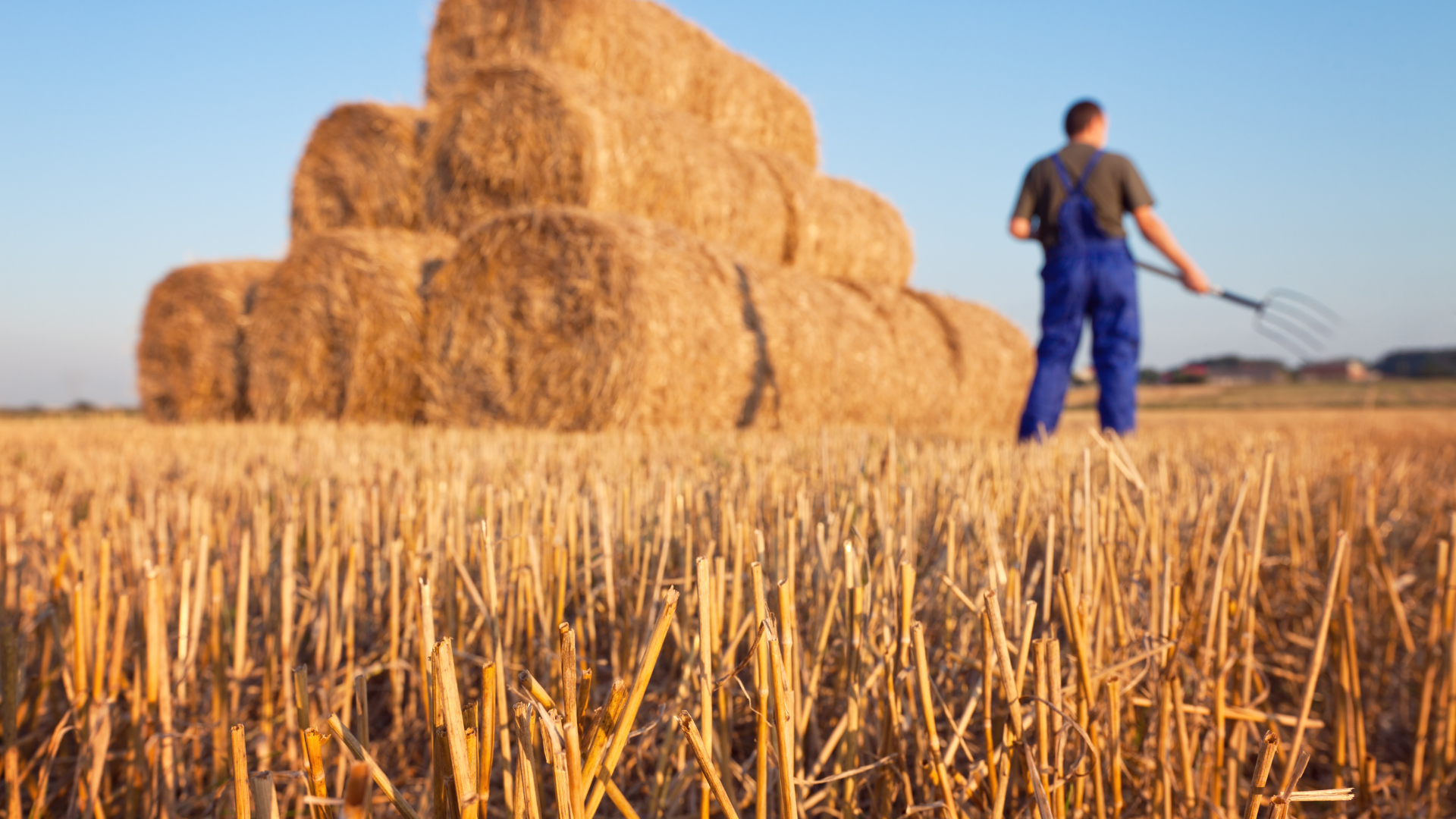 rau dền gai thường được dùng để hỗ trợ giảm ngứa, nổi mẩn khi tiếp xúc với rơm rạ