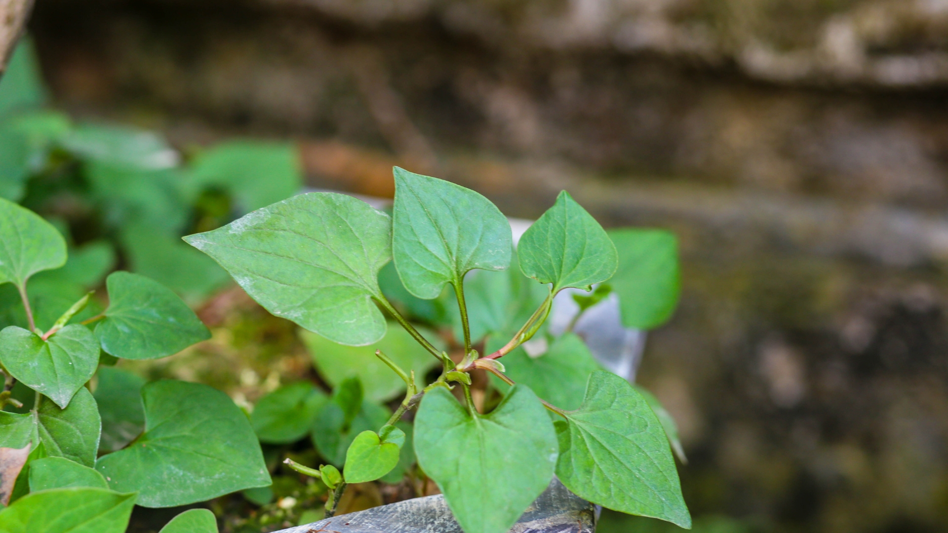Rau diếp cá có tác dụng gì? Rau diếp cá từ lâu đã được sử dụng trong các bài thuốc dân gian
