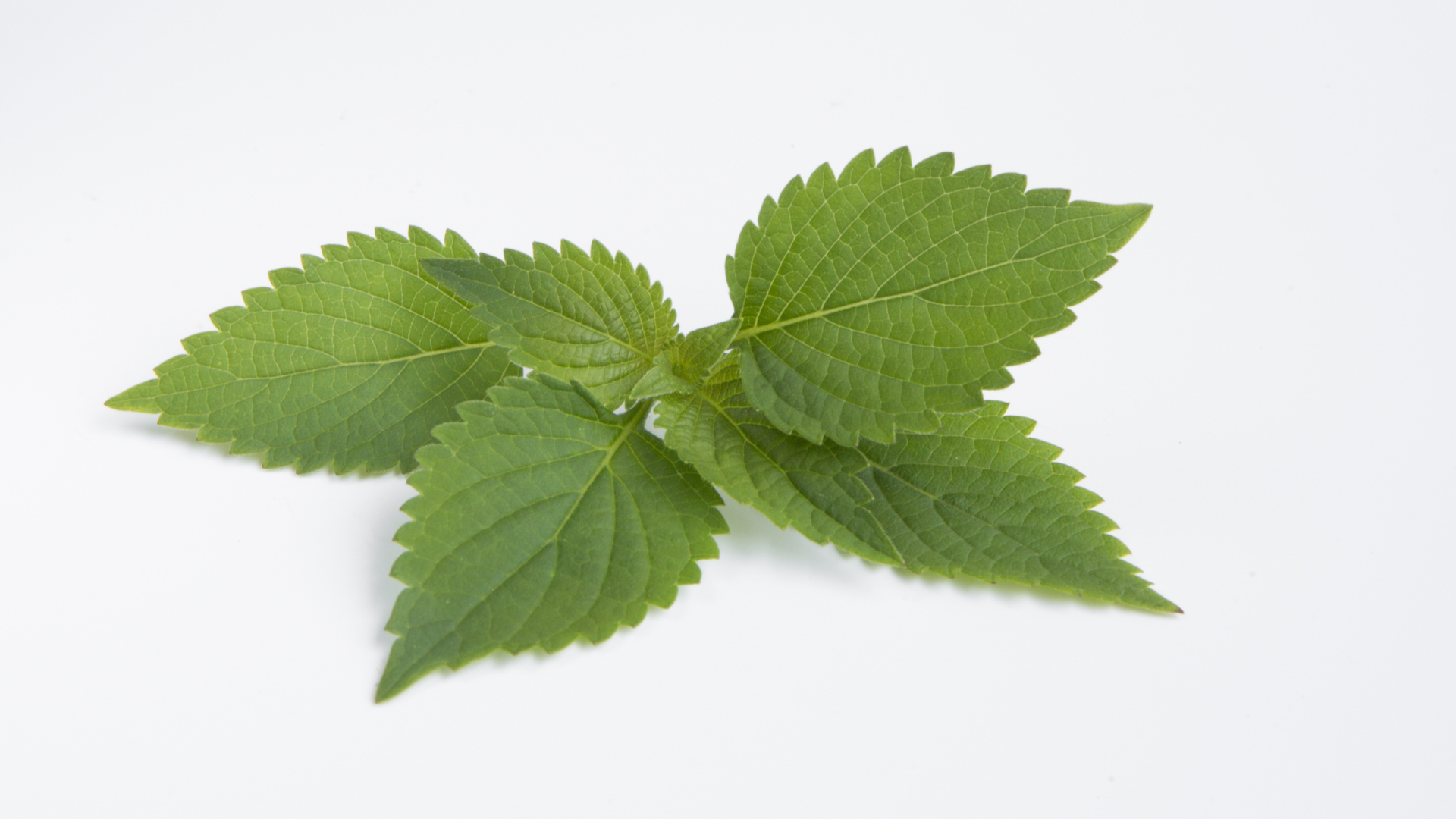 Hiểu rõ rau kinh giới có tác dụng gì sẽ giúp người dùng sử dụng loại thực phẩm này một cách hợp lý