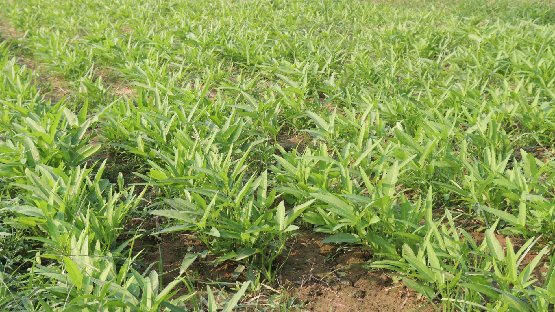 Giàu vitamin A, C và khoáng chất, rau muống góp phần tăng cường sức đề kháng cho cơ thể