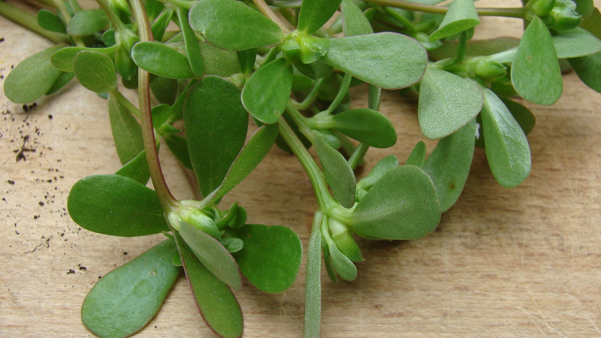 Rau sam có tác dụng gì là thắc mắc của nhiều người quan tâm đến các loại rau trong bữa ăn gia đình hàng ngày