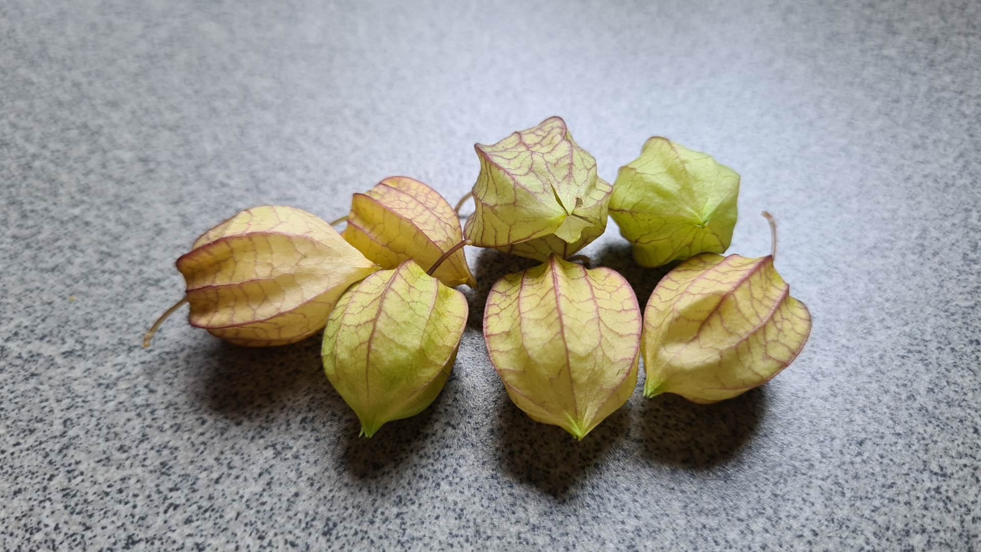 Hiểu rõ rau tầm bóp có tác dụng gì sẽ giúp bạn tận dụng hiệu quả loại cây này