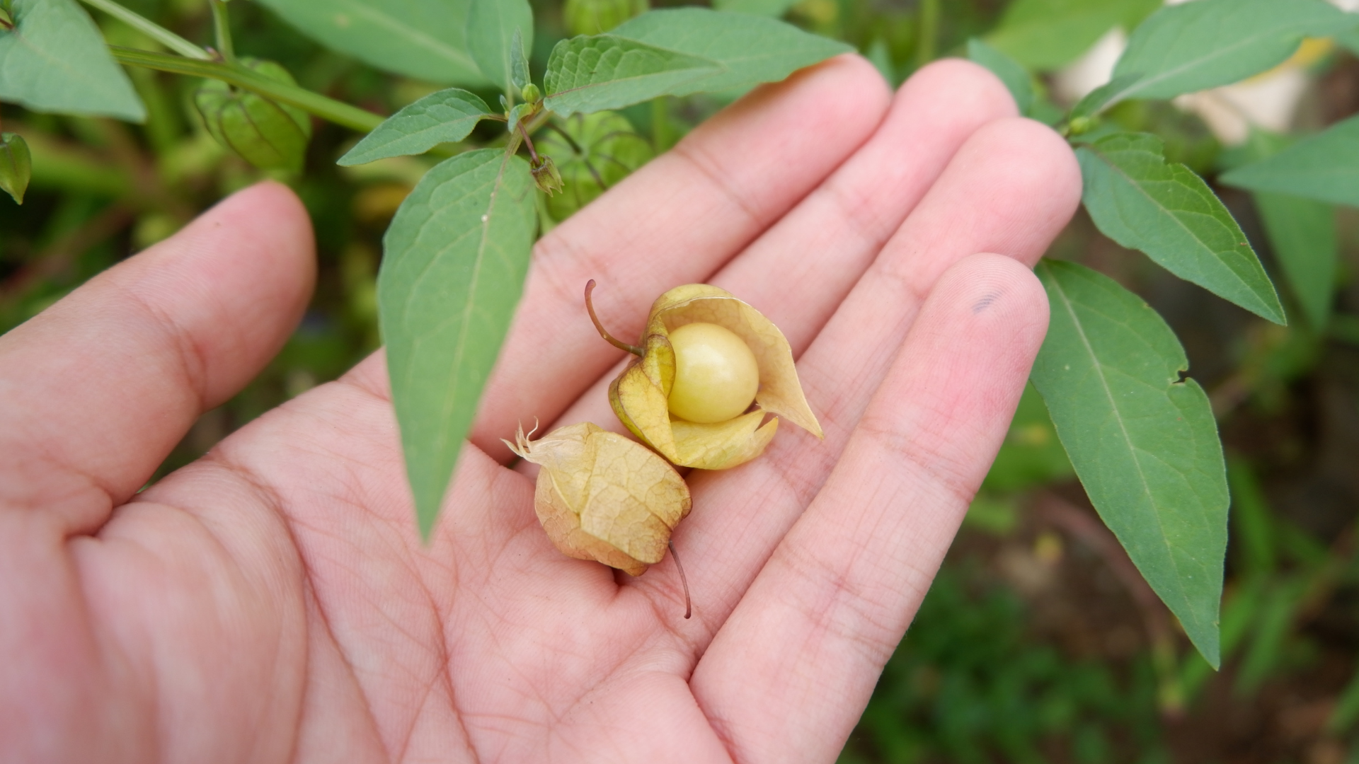 Trước khi sử dụng thường xuyên hoặc kết hợp với các biện pháp điều trị khác, bạn nên tham khảo ý kiến bác sĩ