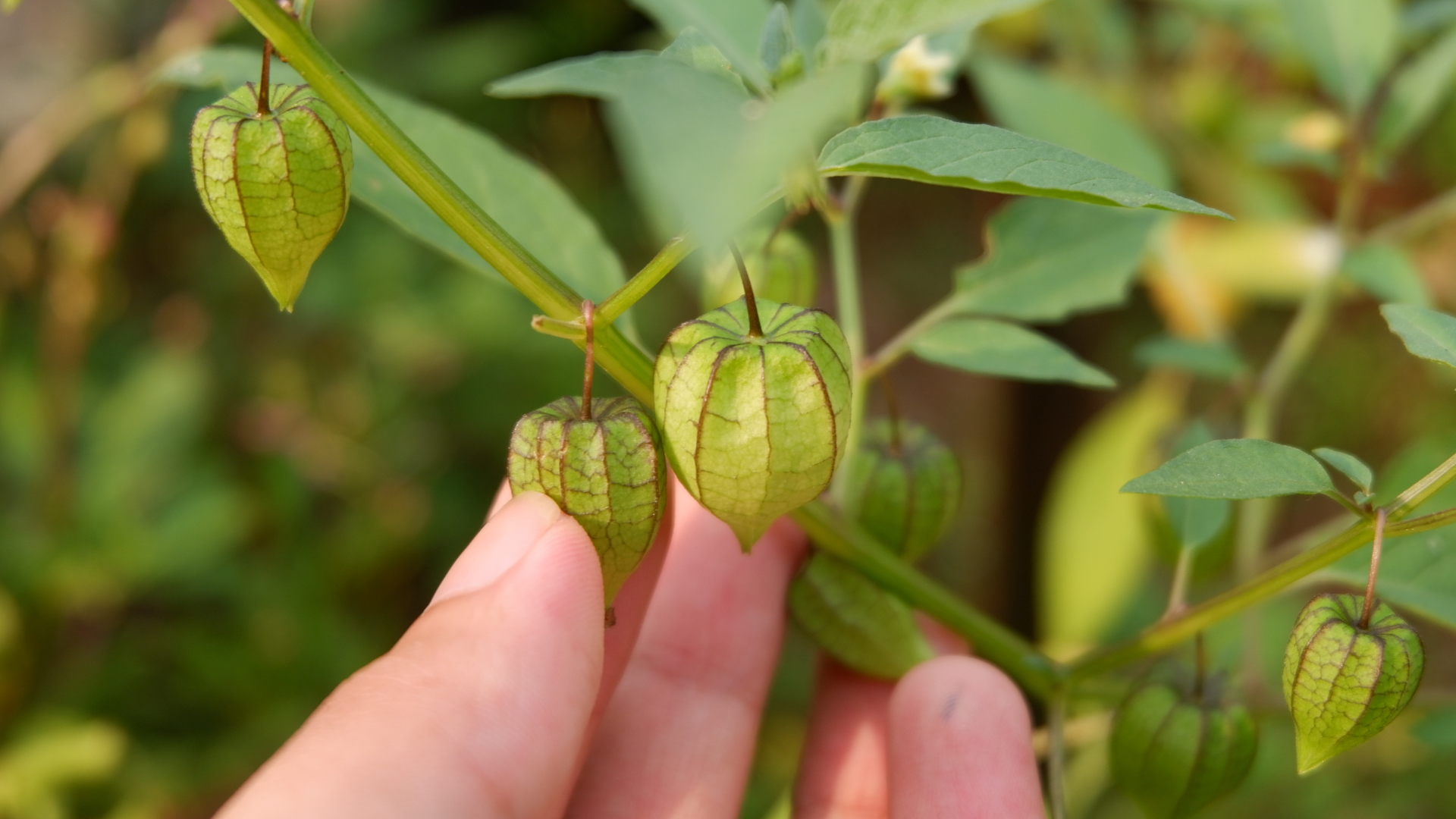 Cây tầm bóp thường mọc hoang ở ven đường, bờ ruộng, bãi cỏ hoặc các khu đất trống