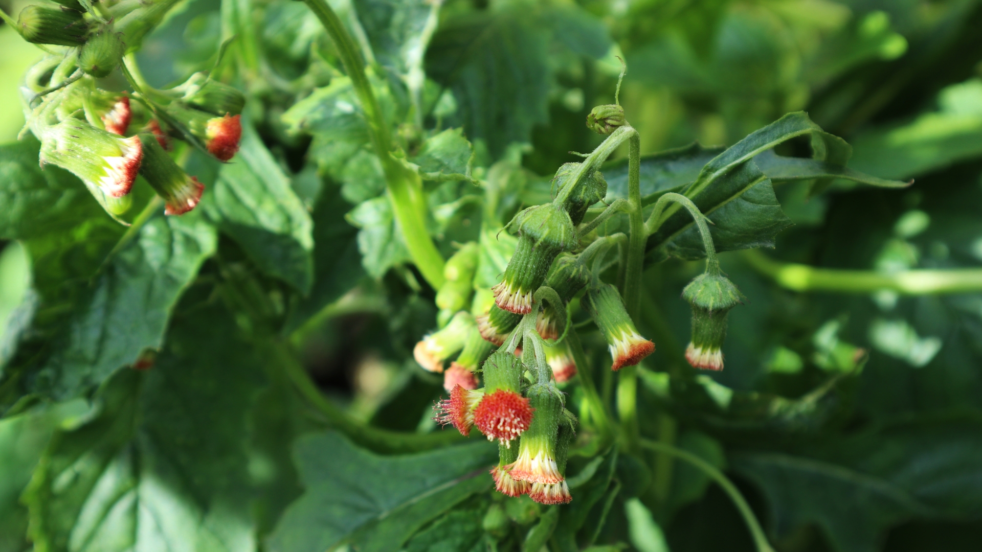 Rau tàu bay có tác dụng gì là thắc mắc của nhiều người khi loại rau này ngày càng được quan tâm và sử dụng