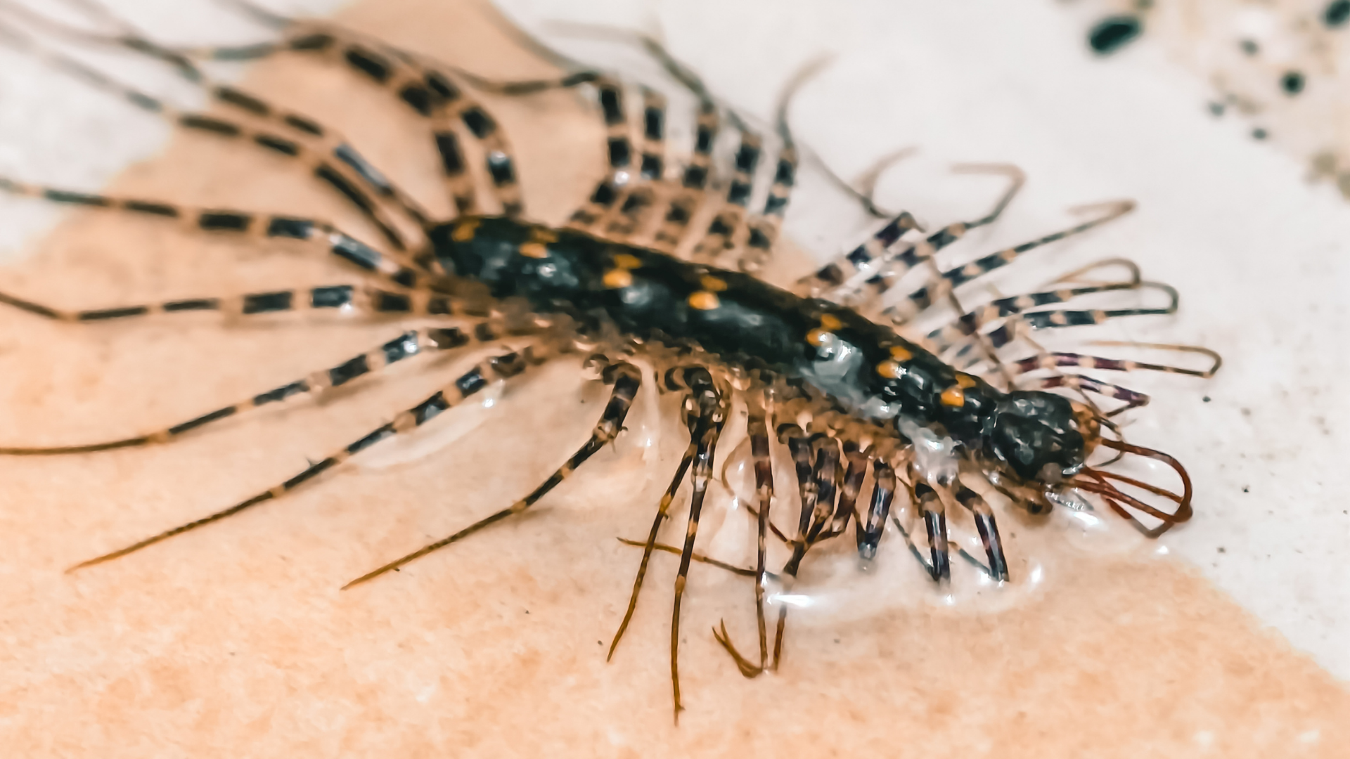 Rết nhỏ cắn có sao không? Rết nhỏ cắn thường gây đau tại chỗ nhưng hiếm khi nguy hiểm đến tính mạng