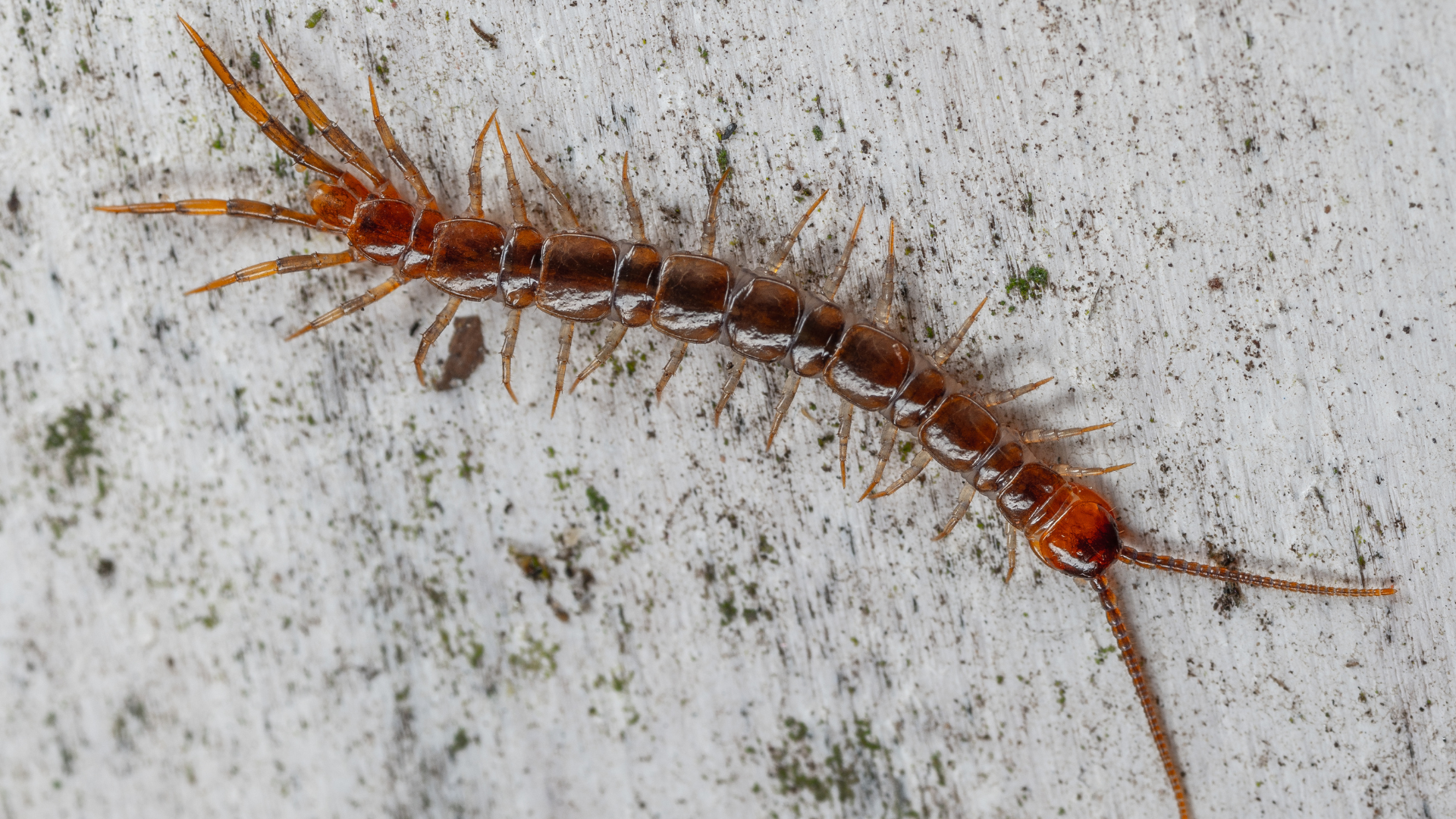 Giải đáp rết cắn có sao không và khi nào cần đi khám?