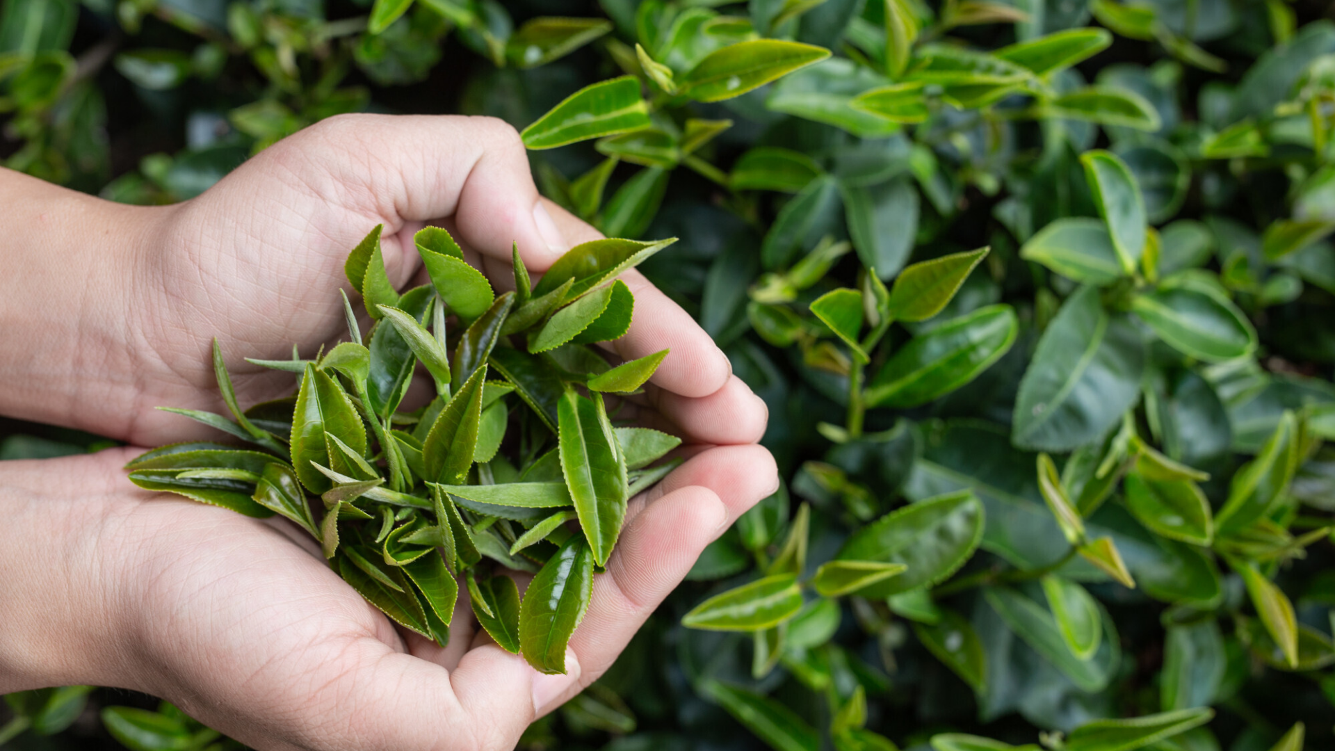 Rửa nước chè xanh cho vùng kín có tốt không? 1